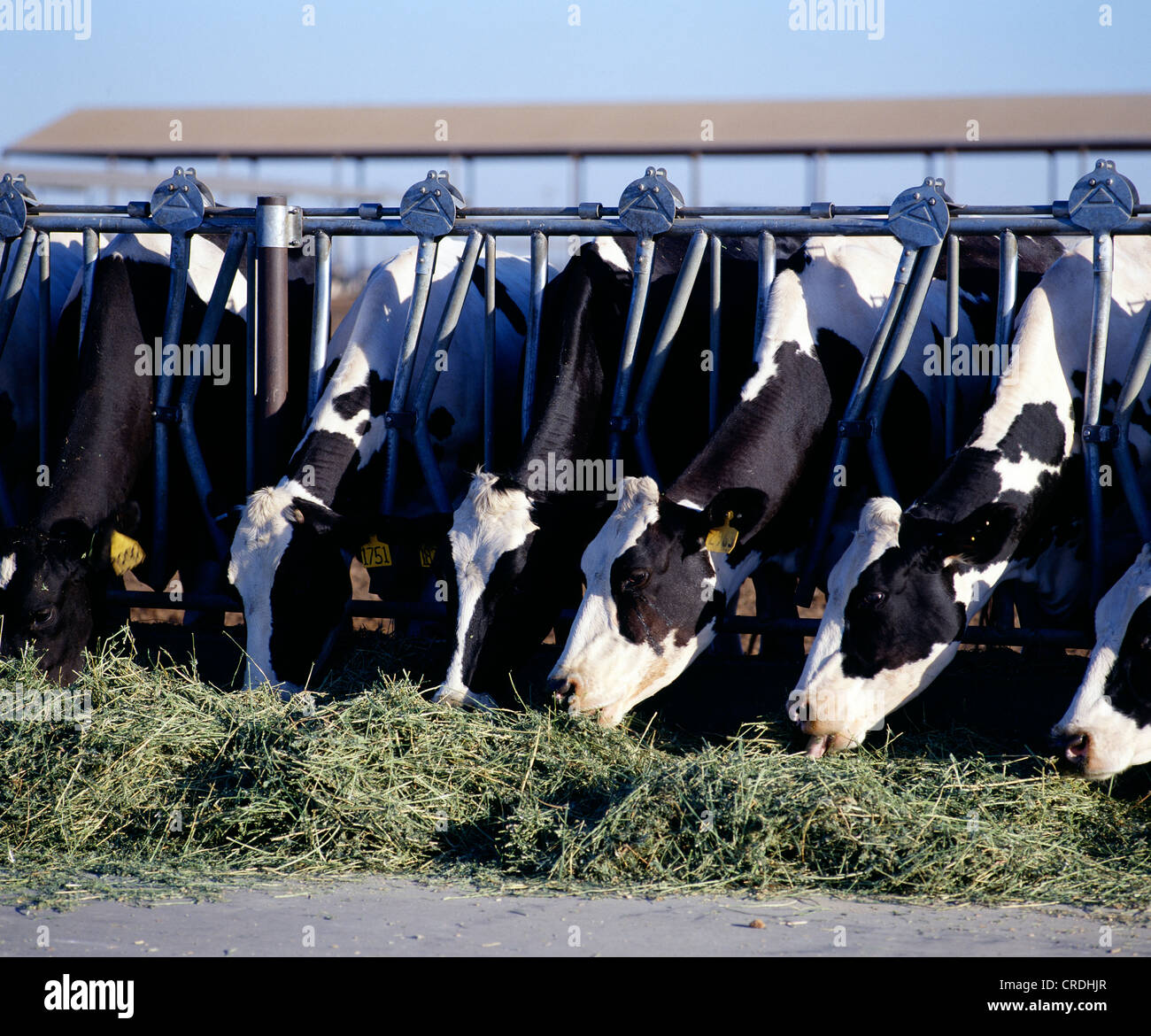 DAIRY COWS EATING ALFALFA HAY / CALIFORNIA Stock Photo Alamy