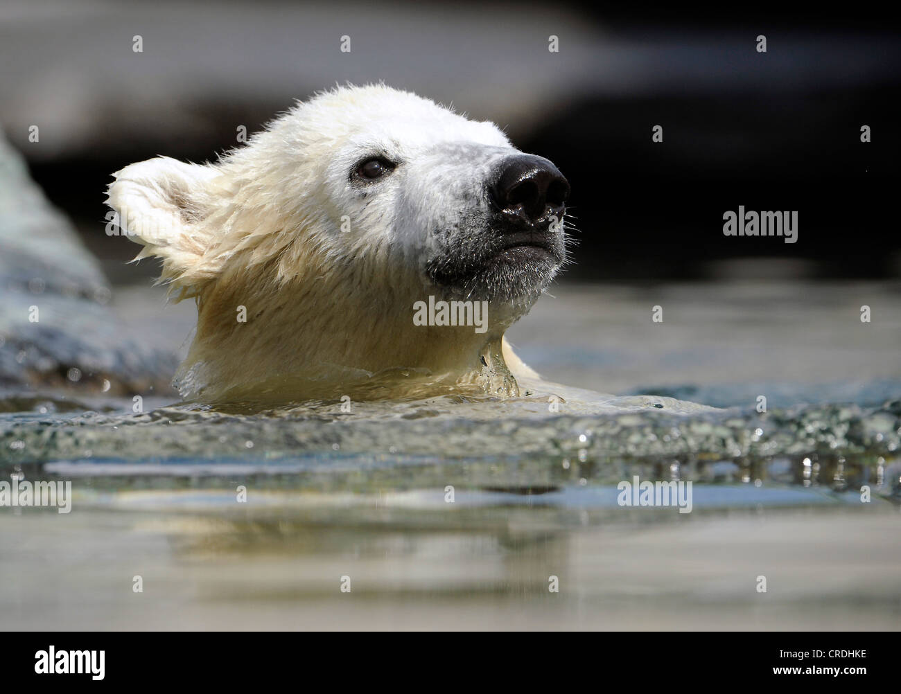 Cute polar bear swimming hi-res stock photography and images - Alamy