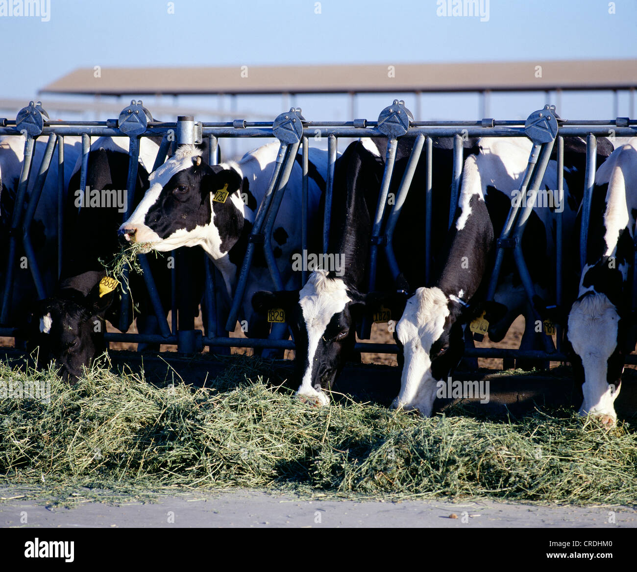 DAIRY COWS EATING ALFALFA HAY / CALIFORNIA Stock Photo Alamy