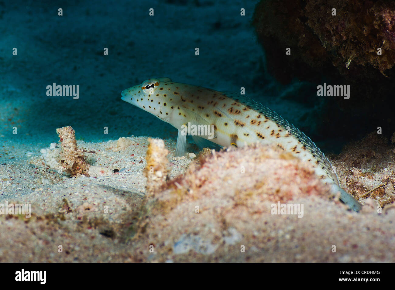Speckled sandperch (Parapercis hexophtalma) - Sandperches (Pinguipedidae) - Perchlike fishes (Perciformes) - ray-finned fishes ( Stock Photo