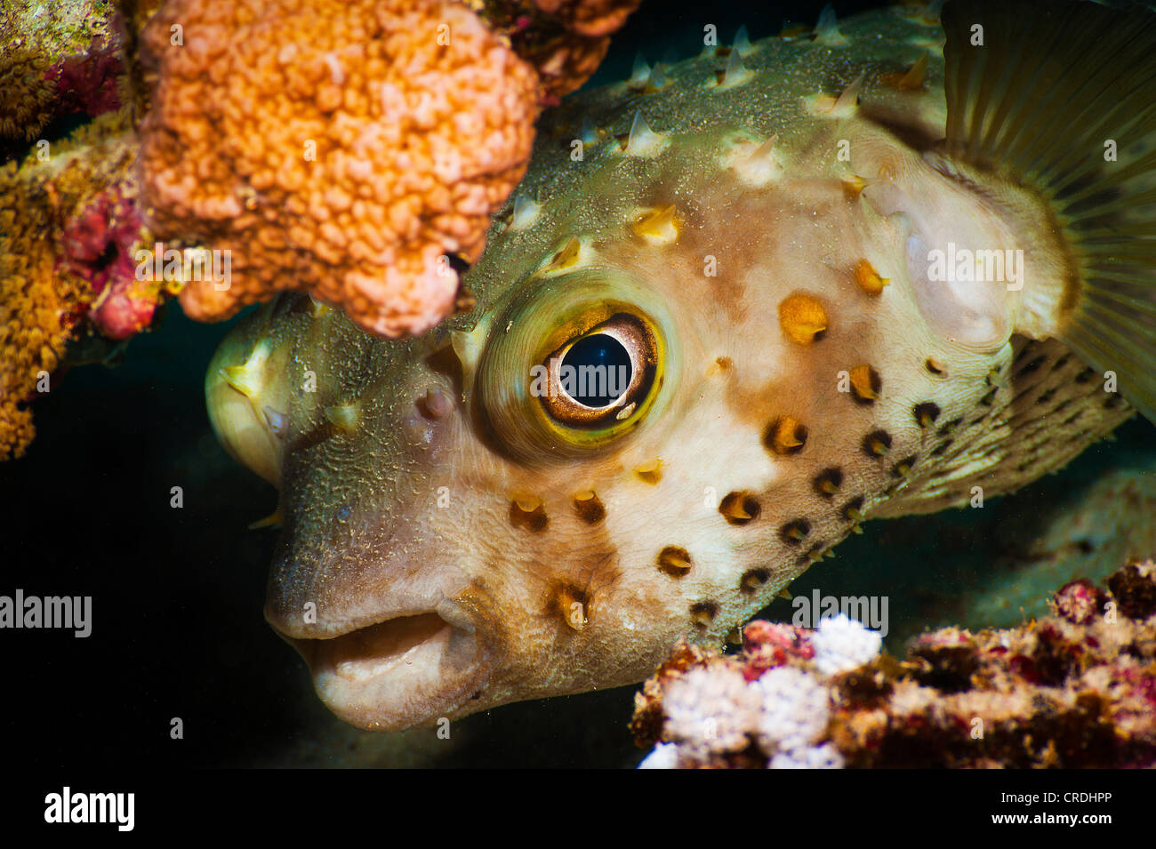 Puffer - Puffers (Tetraodontidae) - Tetraodontiformes - ray-finned fishes (Actinopterygii) - Fishes (Pisces) - fauna Stock Photo
