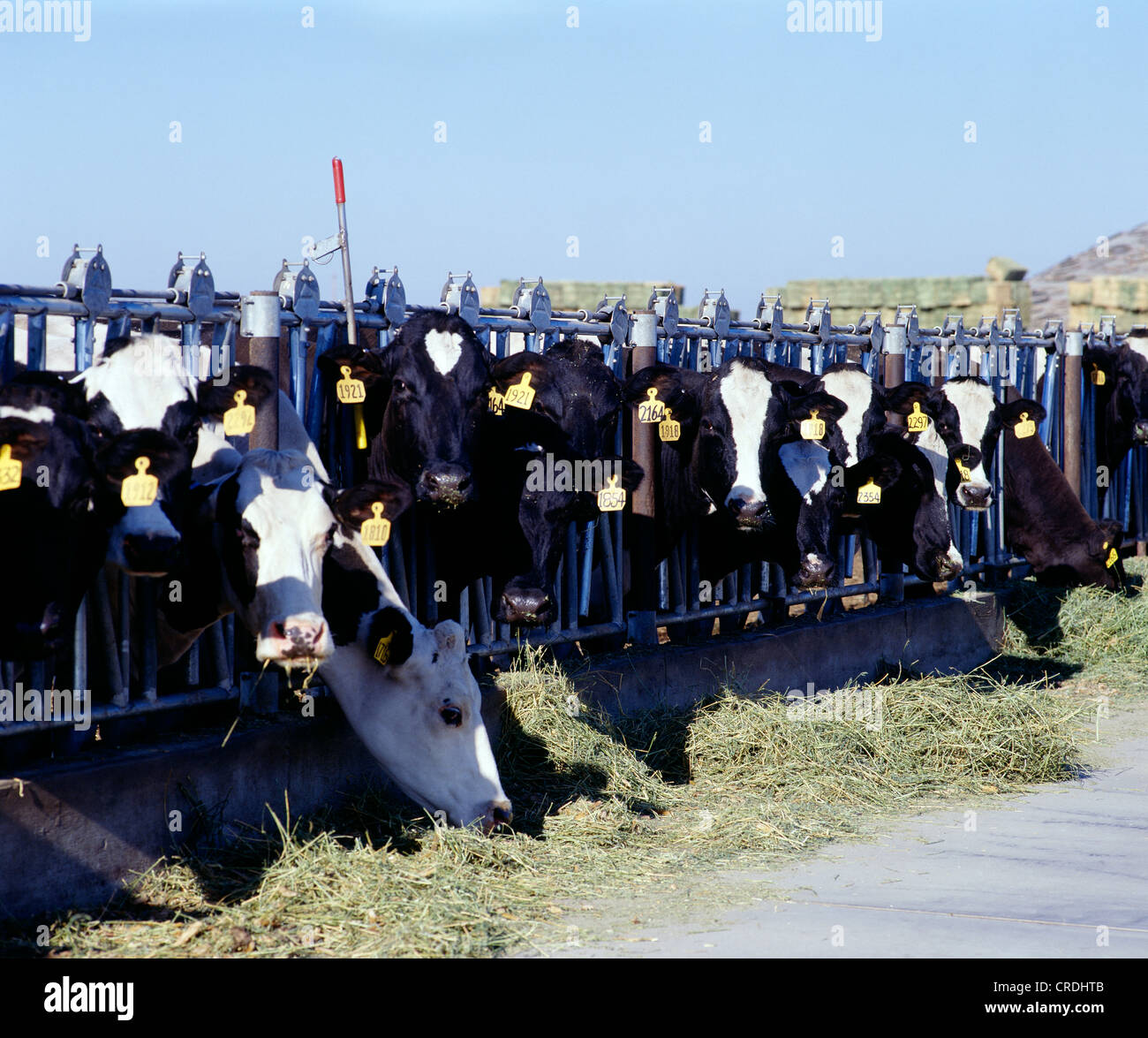 DIARY COWS EATING ALFALFA HAY / CALIFORNIA Stock Photo Alamy