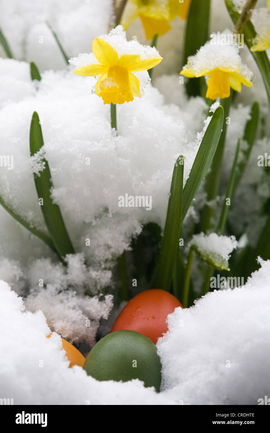common daffodil (Narcissus pseudonarcissus), snow covered, Germany, Baden-Wuerttemberg Stock Photo
