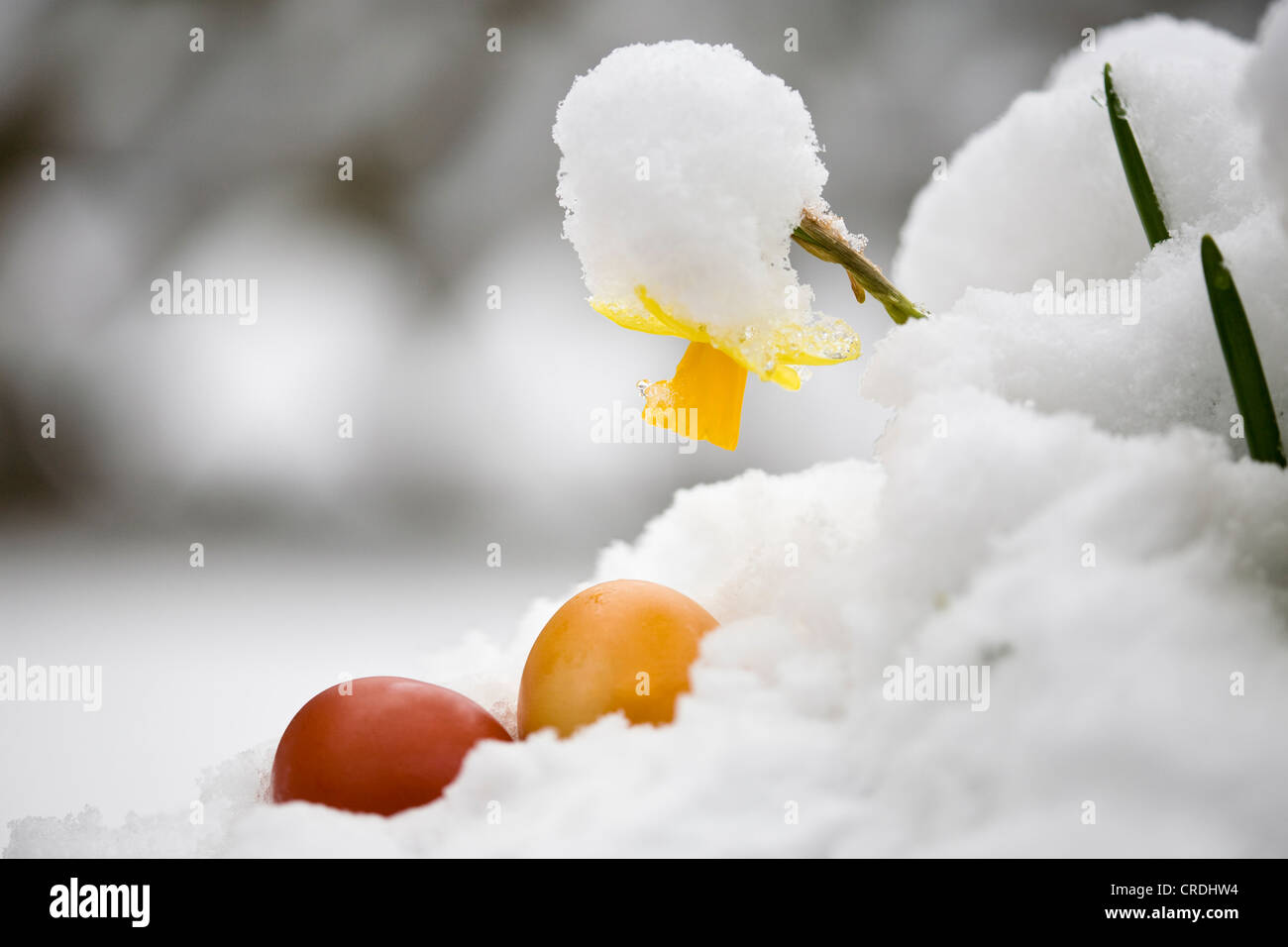 common daffodil (Narcissus pseudonarcissus), snow covered, Germany, Baden-Wuerttemberg Stock Photo