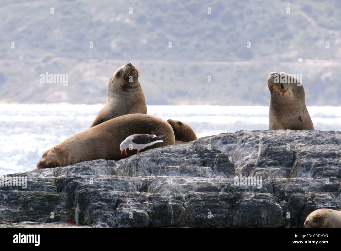 Southern Sea lions resting on the Islands of Tierra Del Fuego, Ushuaia, Tierra Del Fuego, Argentina, South America Stock Photo
