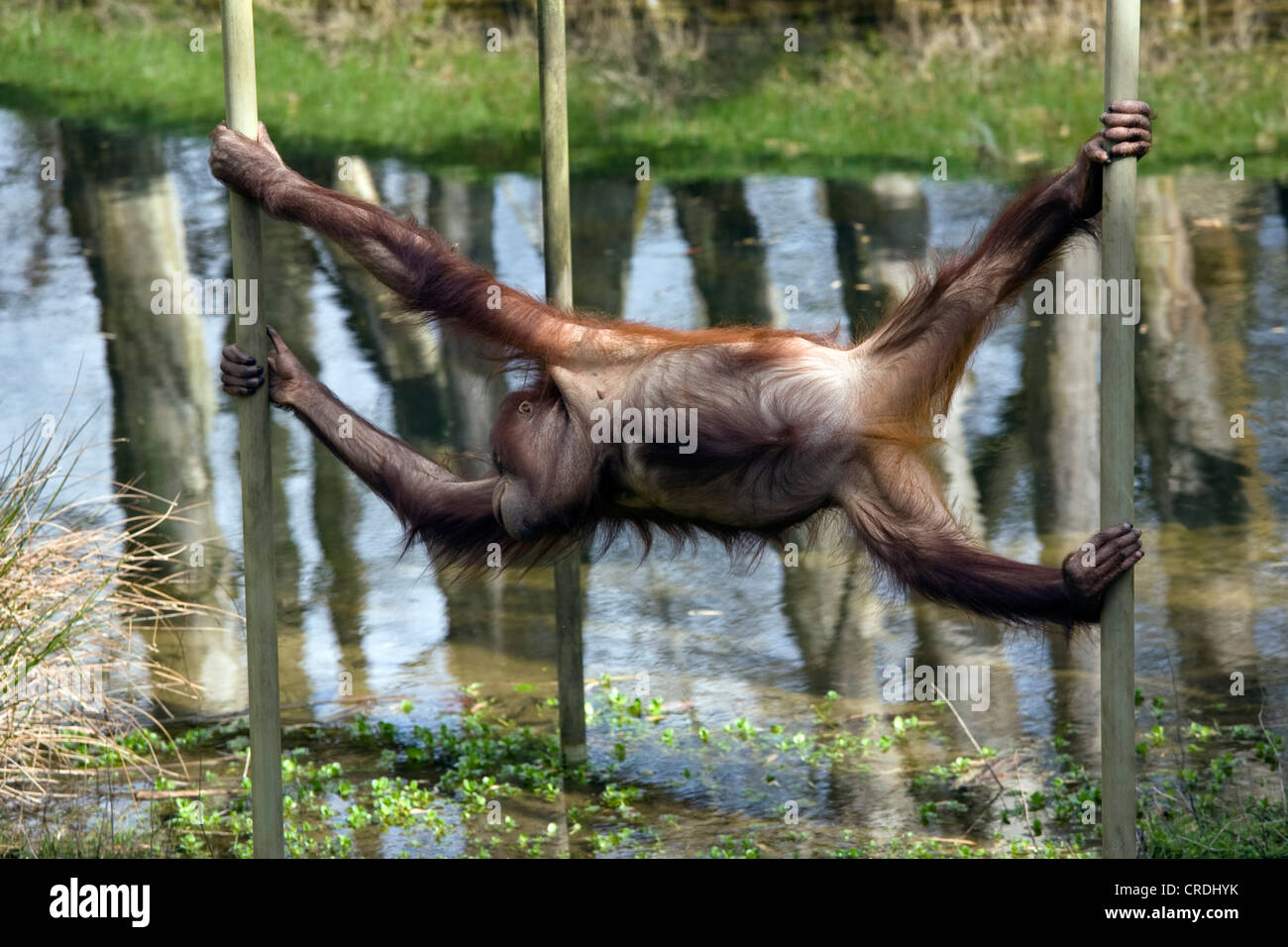 Bornean orangutan (Pongo pygmaeus pygmaeus), climbing at monkey bars, Netherlands, Apenheul, Apeldorn Stock Photo