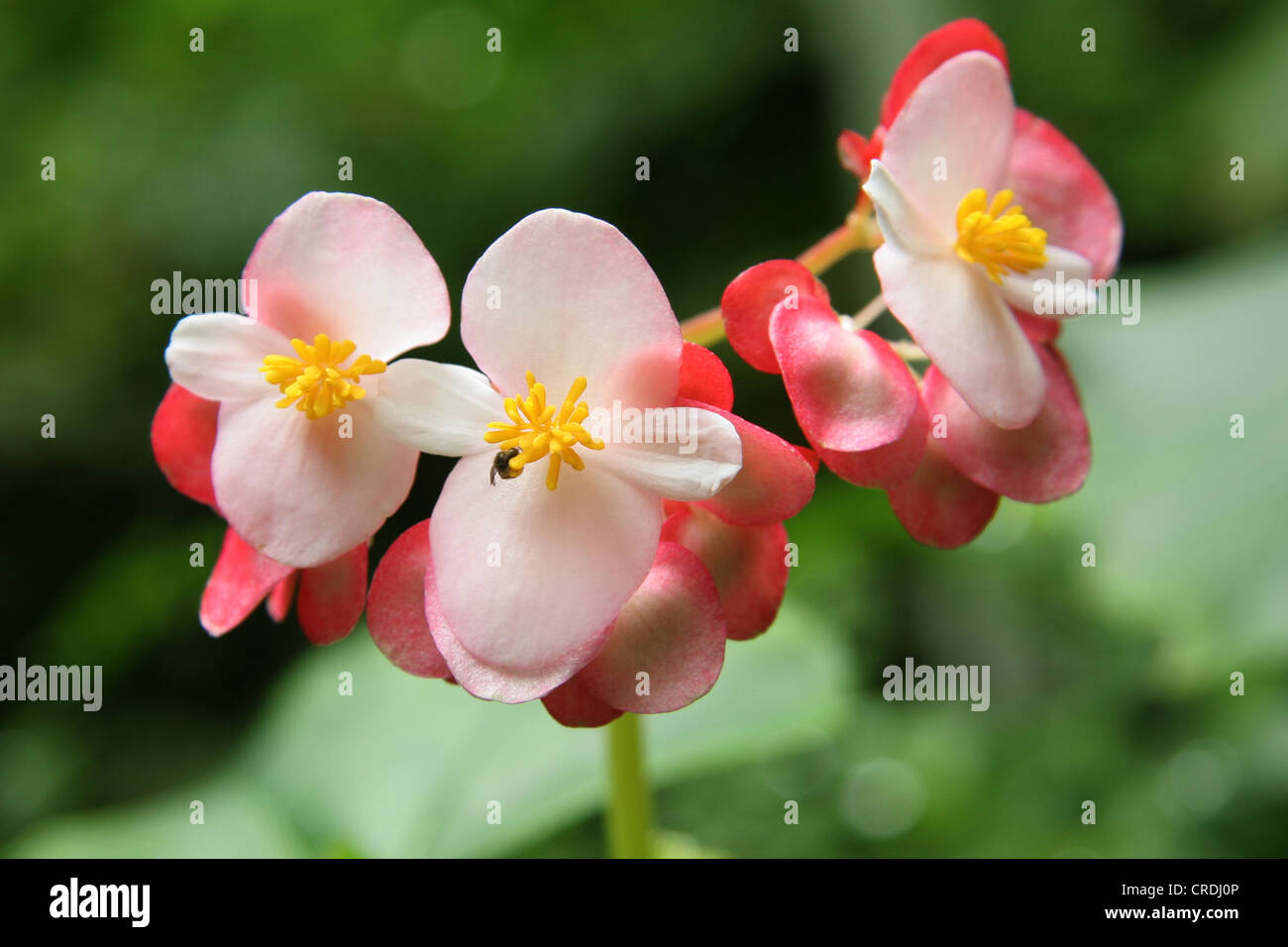 Pink wild orchids hi-res stock photography and images - Alamy