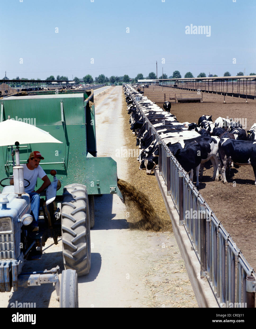 FEEDING CORN SILAGE TO DAIRY COWS / CALIFORNIA Stock Photo Alamy