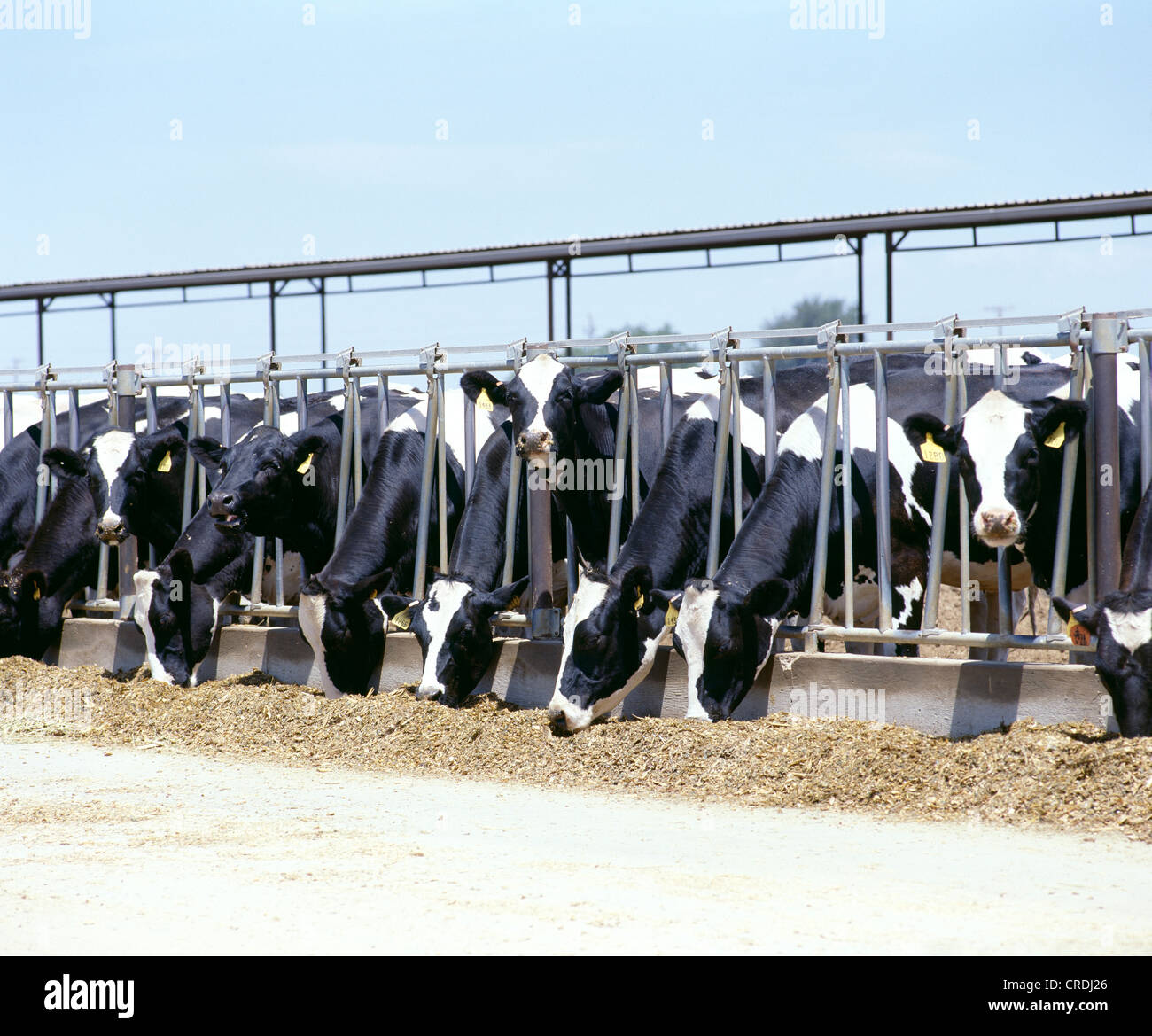 DAIRY COWS EATING CORN SILAGE / CALIFORNIA Stock Photo