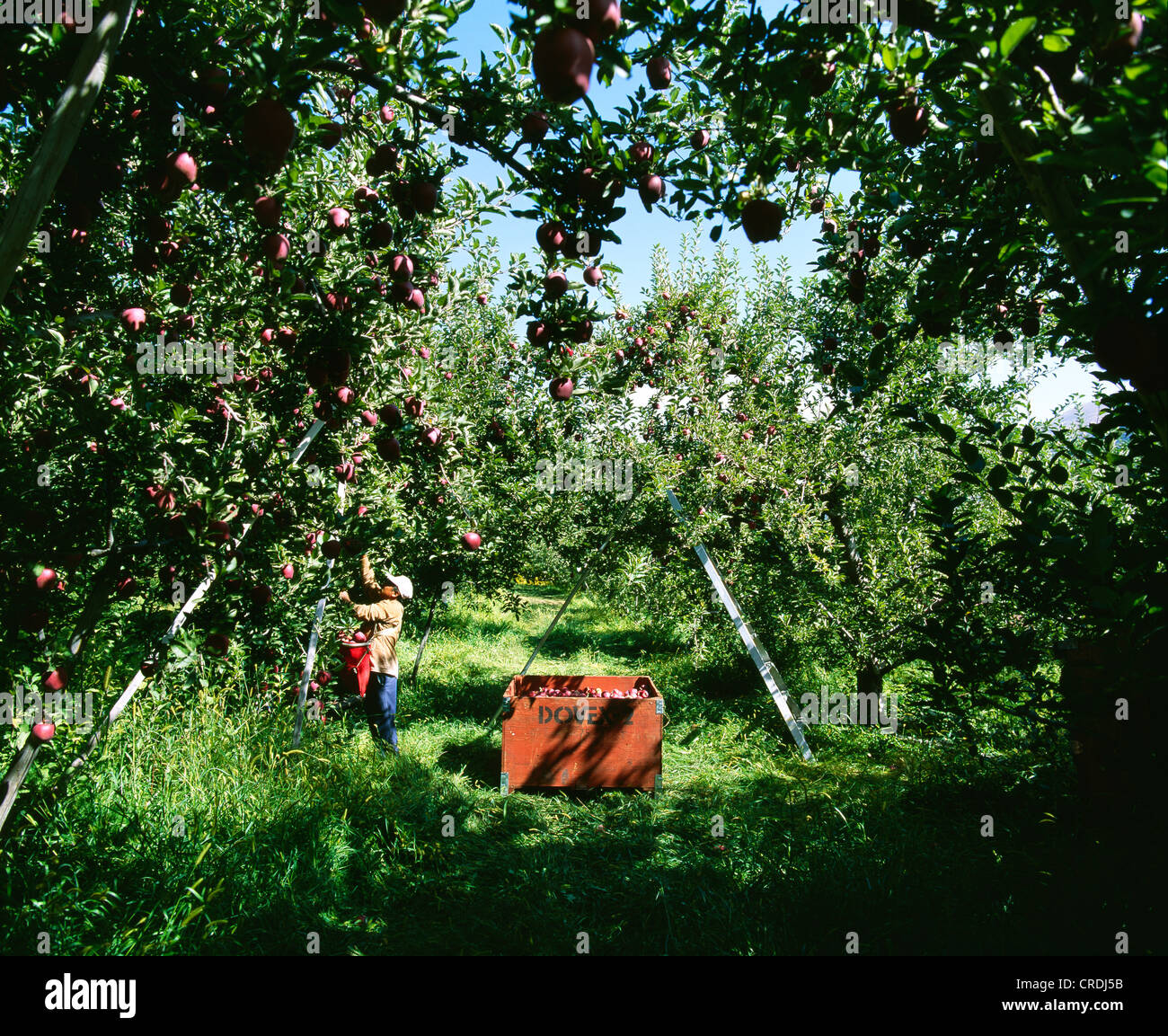 HARVESTING RED DELICIOUS APPLES / WASHINGTON Stock Photo Alamy