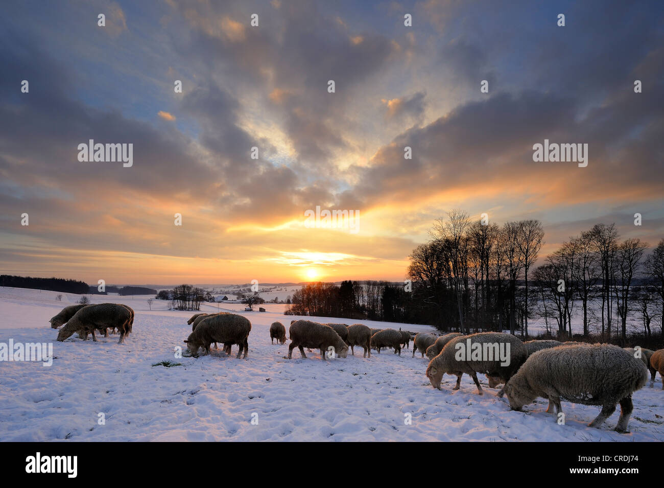 Winter landscape with herd of sheep at sunset, Mindelheim, Unterallgaeu, Bavaria, Germany, Europe Stock Photo
