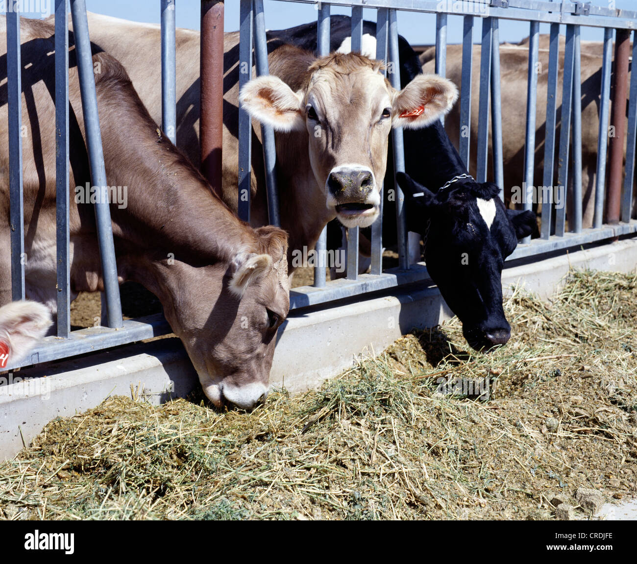 DAIRY COWS EATING HAY, SILAGE AND SUPPLEMENT / COLORADO Stock Photo - Alamy