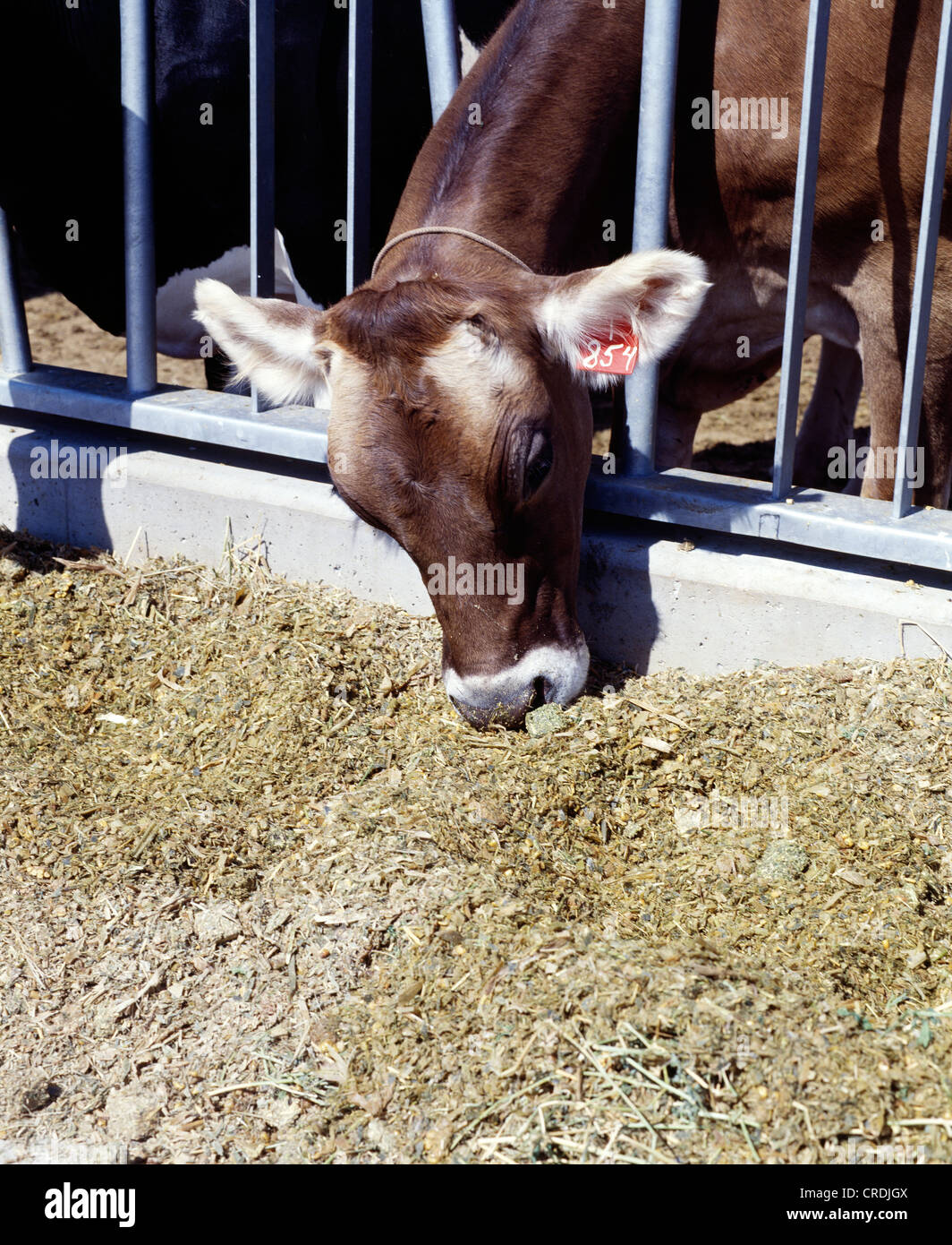 DAIRY COWS EATING HAY, SILAGE AND SUPPLEMENT / COLORADO Stock Photo - Alamy