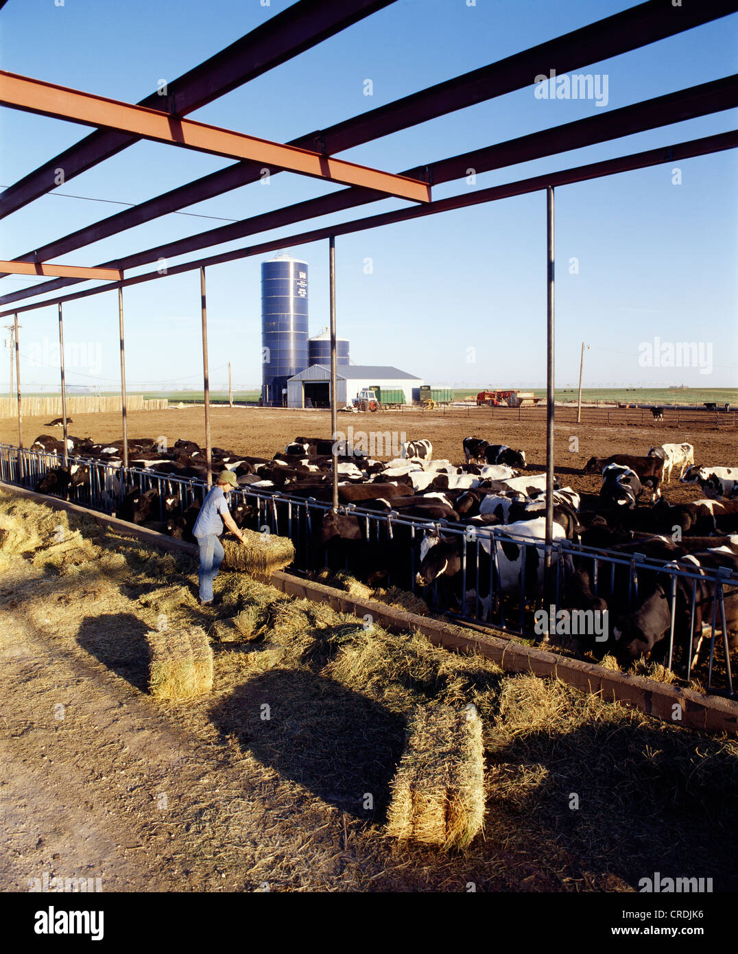 Feedlot texas hires stock photography and images Alamy