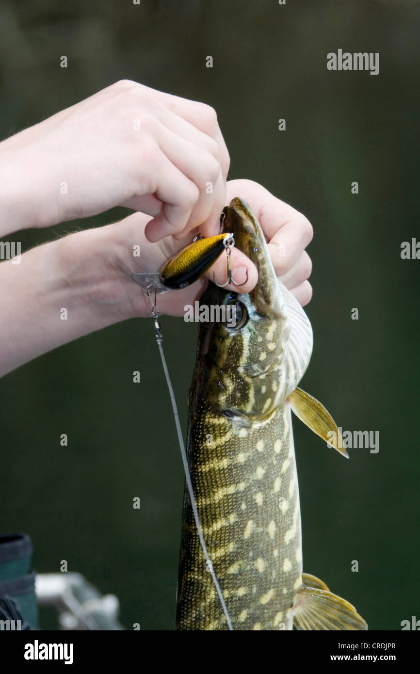 Northern pike fish hi-res stock photography and images - Page 21 - Alamy