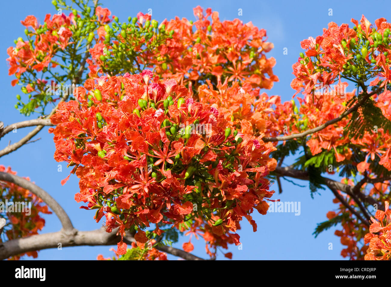 Royal Poinciana, Delonix regia, flowers blooming in Key Largo, Florida Keys Stock Photo