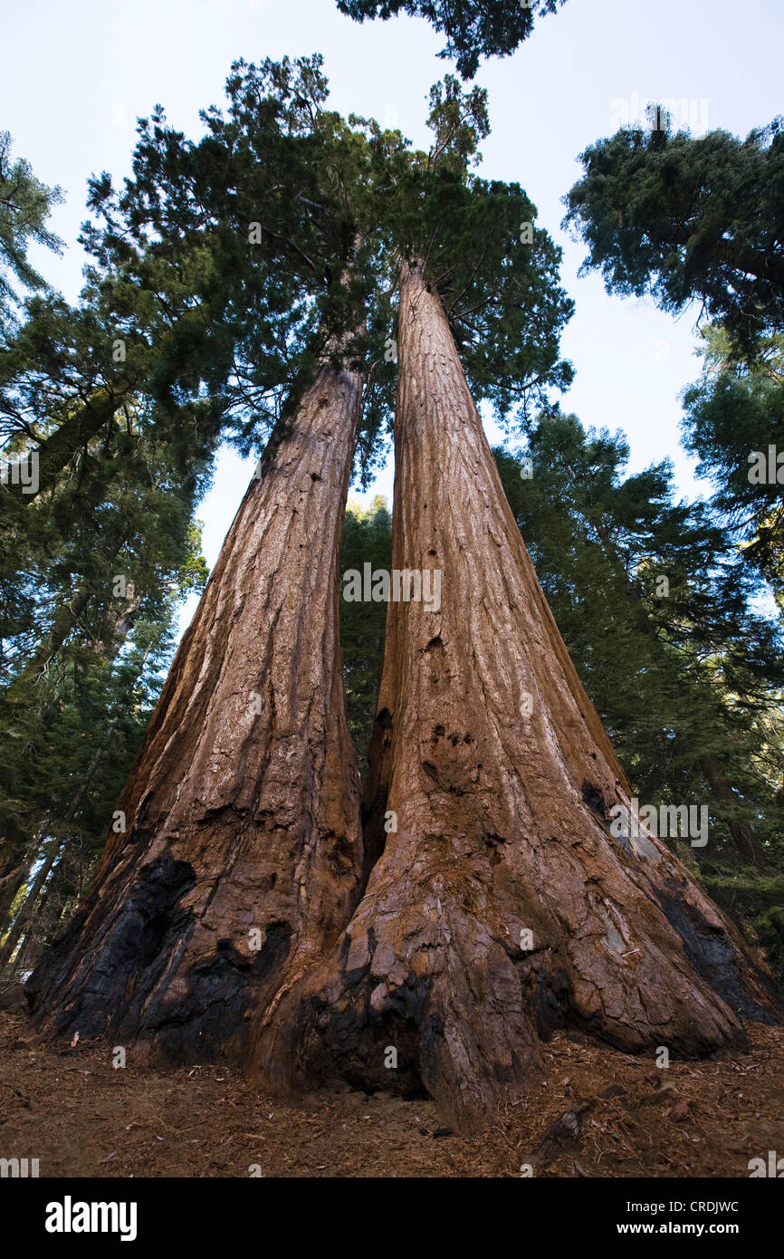 Giant Sequoias (Sequoiadendron giganteum), of Mariposa Grove, Yosemite National Park, Yosemite, California, USA Stock Photo