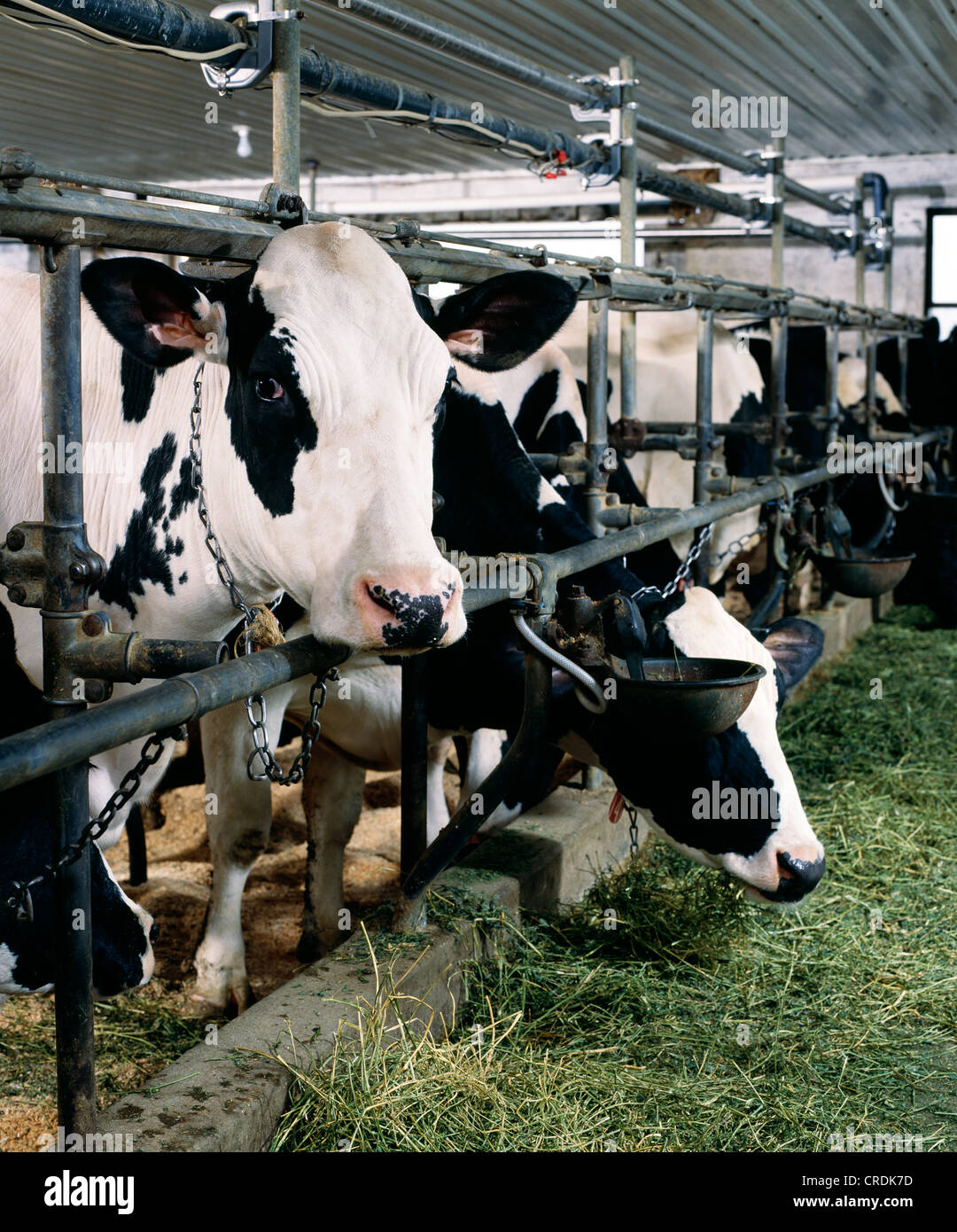 HOLSTEIN COWS EATING ALFALFA / PENNSYLVANIA Stock Photo Alamy
