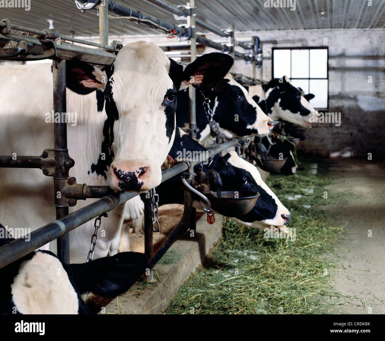 HOLSTEIN COWS EATING ALFALFA / PENNSYLVANIA Stock Photo Alamy