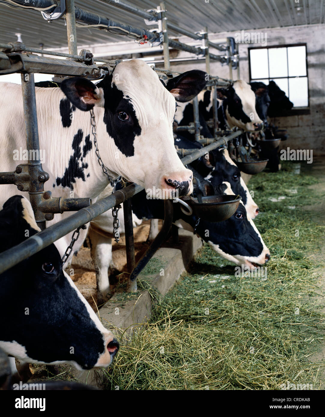 HOLSTEIN COWS EATING ALFALFA / PENNSYLVANIA Stock Photo