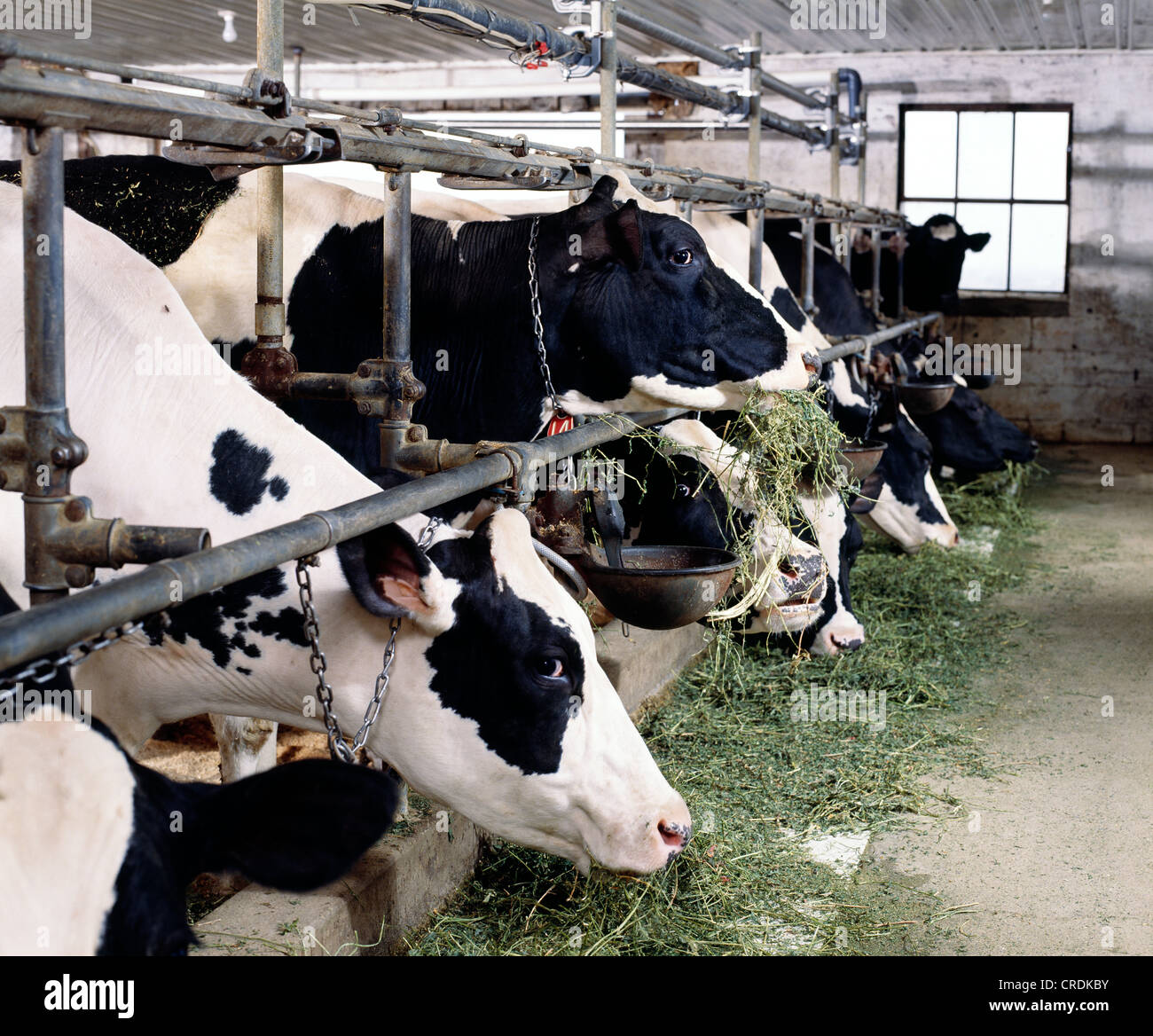 HOLSTEIN COWS EATING ALFALFA / PENNSYLVANIA Stock Photo Alamy