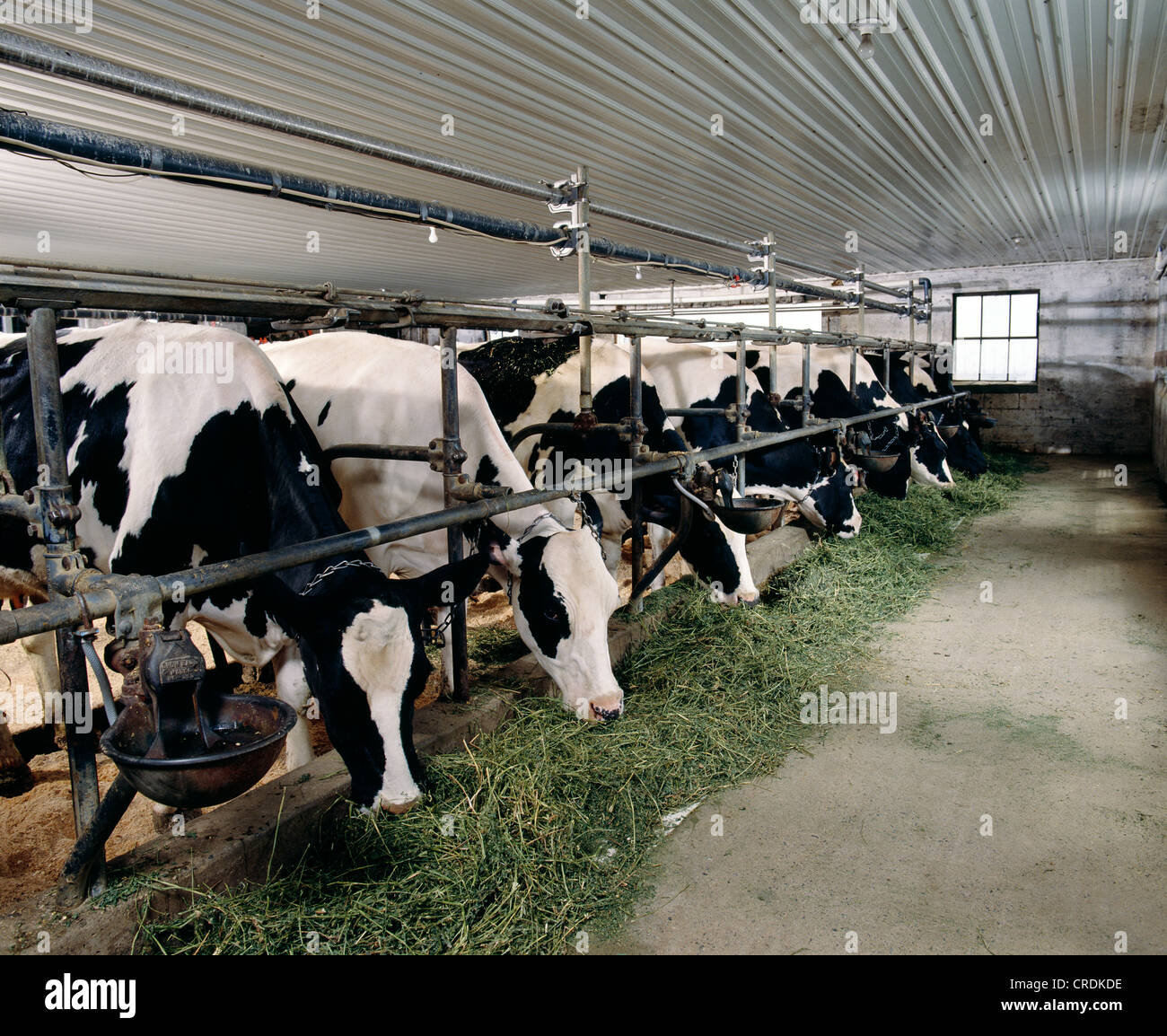 HOLSTEIN COWS EATING ALFALFA / PENNSYLVANIA Stock Photo