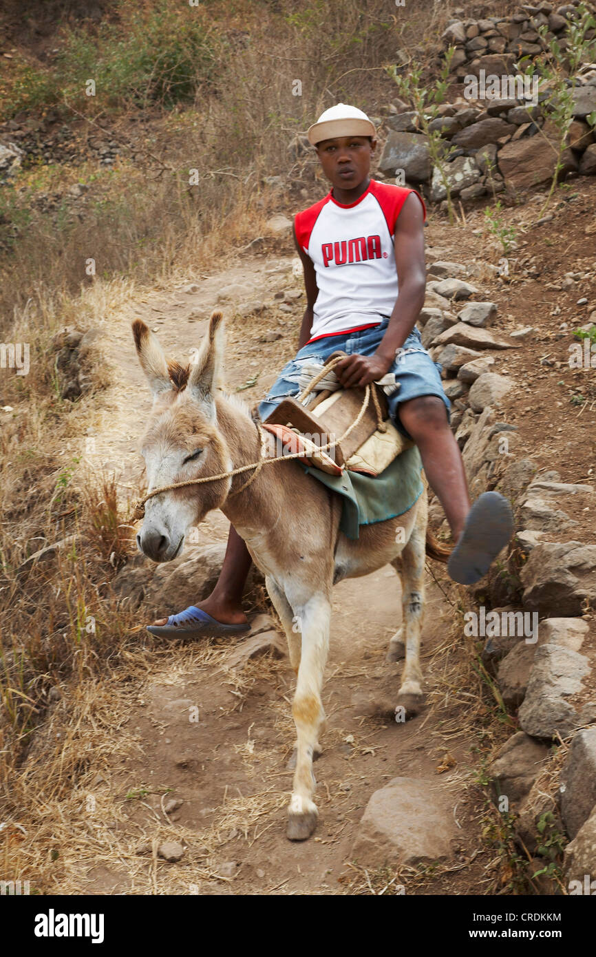 domestic donkey (Equus asinus f. asinus), donkey riding at the Gom Gom