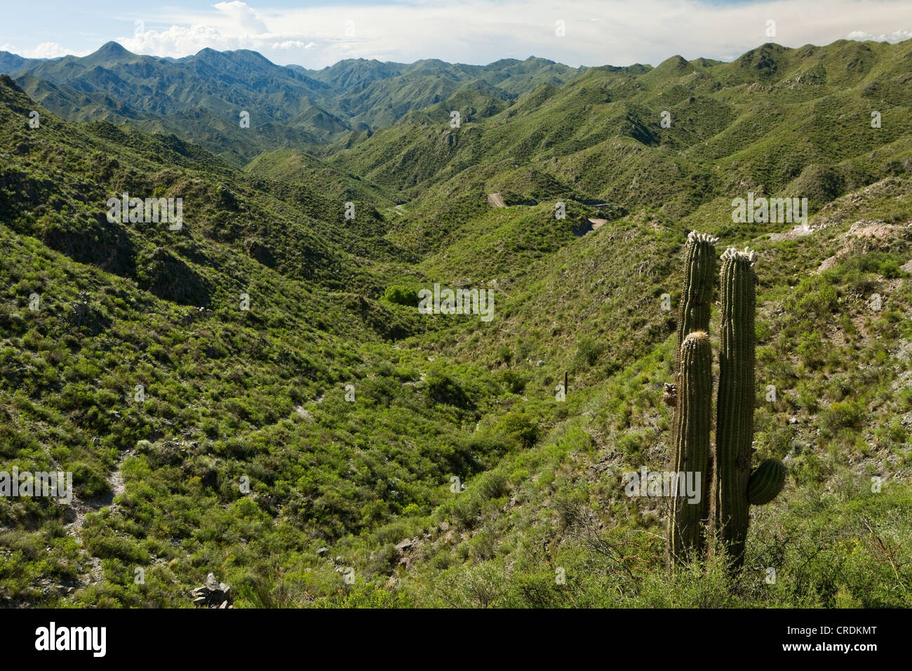Green valley with cacti, Sierras de Chavez, San Juan, Argentina, South America Stock Photo