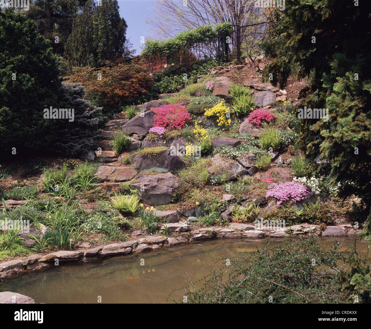 ROCK GARDEN WITH MOUNTAIN PINKS 'RED DELIGHT' AND 'PINK SURPRISE' , BASKET-OF-GOLD , WHITE CINQUEFOIL Stock Photo