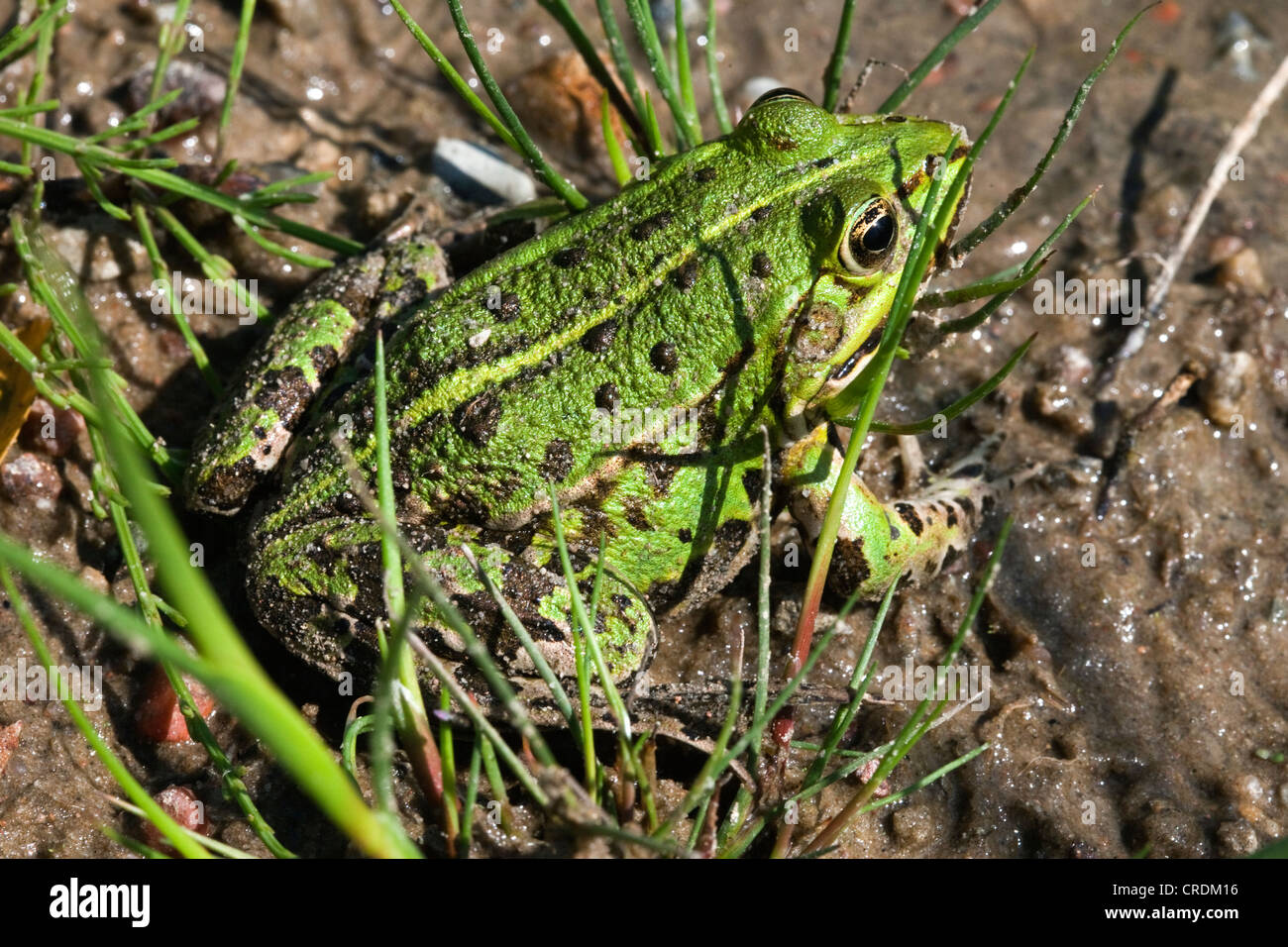 Edible Frog (Pelophylax kl. esculentus), Finowfurt, Brandenburg, Germany, Europe Stock Photo