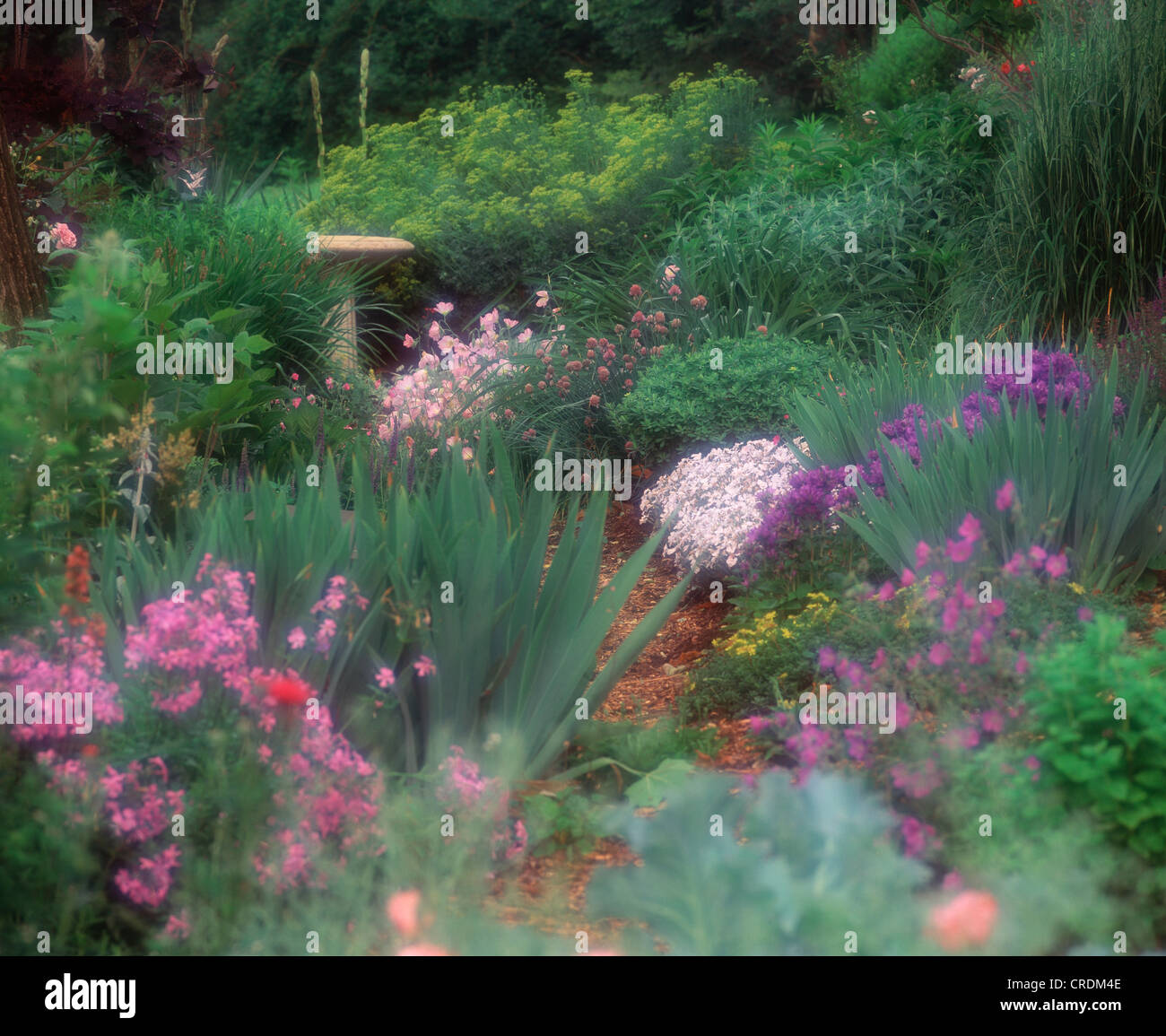 Naturalistic garden with common Rue, evening primrose, pink, bellflower, cranesbill geranium, allium and wild phlox Stock Photo