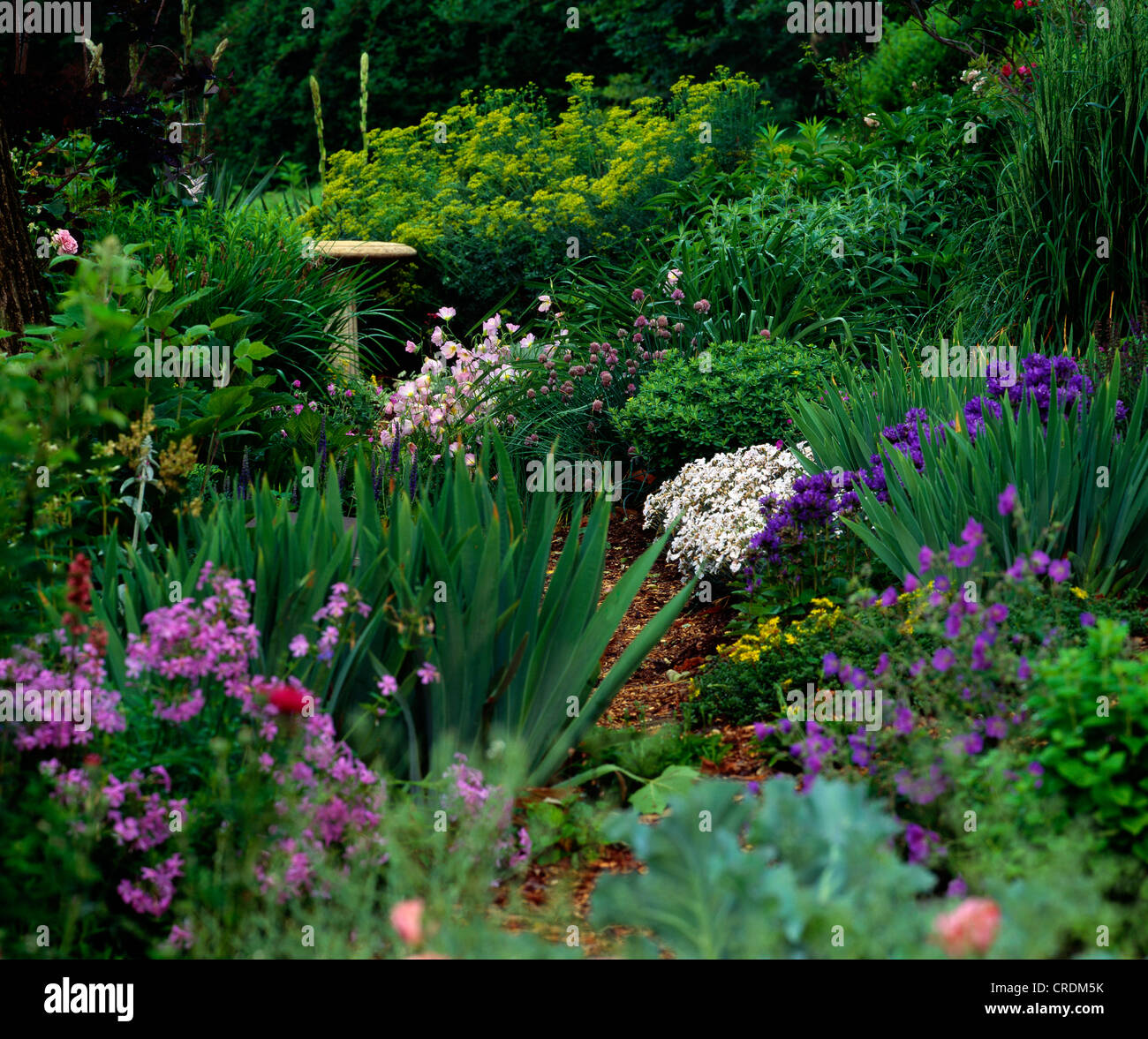 Naturalistic garden with Common Rue Evening Primrose, Pinks, Bellflower, Cranesbill, Allium and wild Phlox Stock Photo