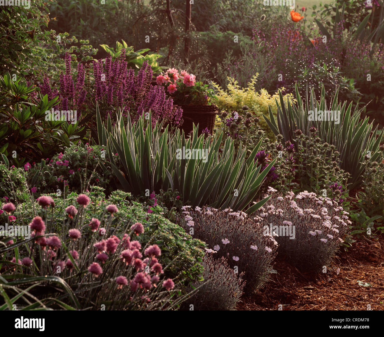 Naturalistic garden with Pinks, Bellflower, Allium, Sage, Dahlia, Winter Cress and Candytuft Stock Photo