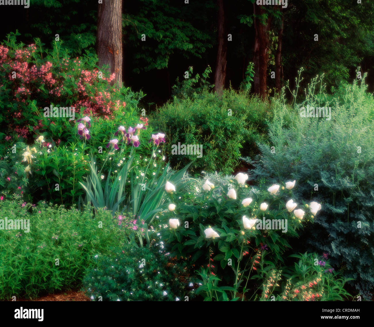 Naturalistic garden with Weigela, Peony 'Krinkled white', Iris and Meadow Rue Stock Photo