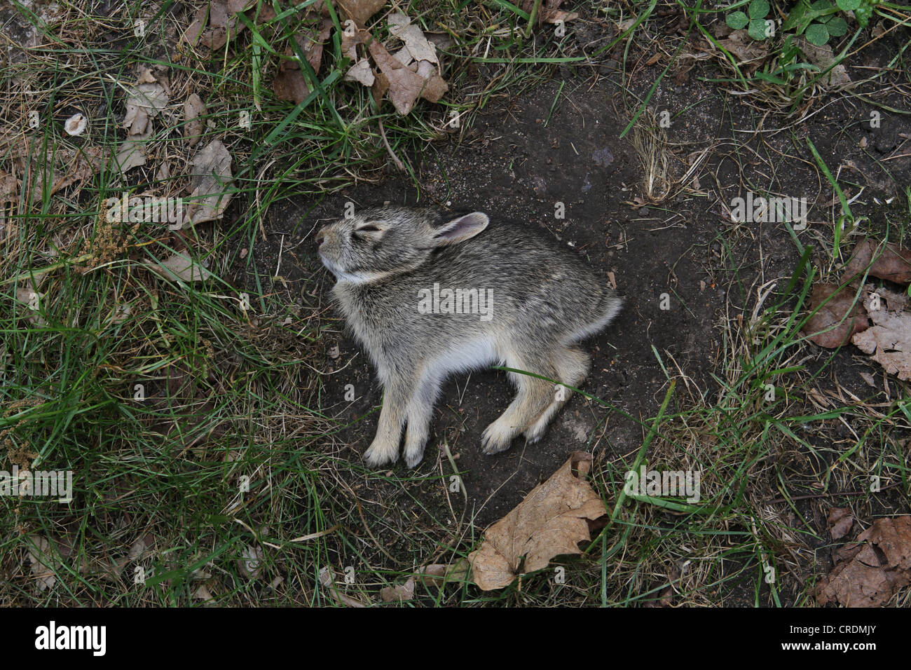 A dead bunny in the grass Stock Photo Alamy