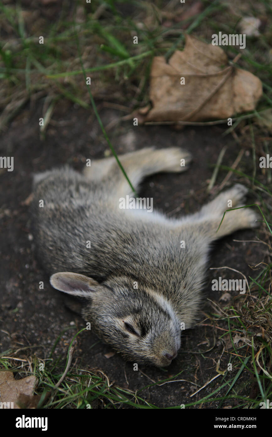 Death Rabbit High Resolution Stock Photography and Images Alamy