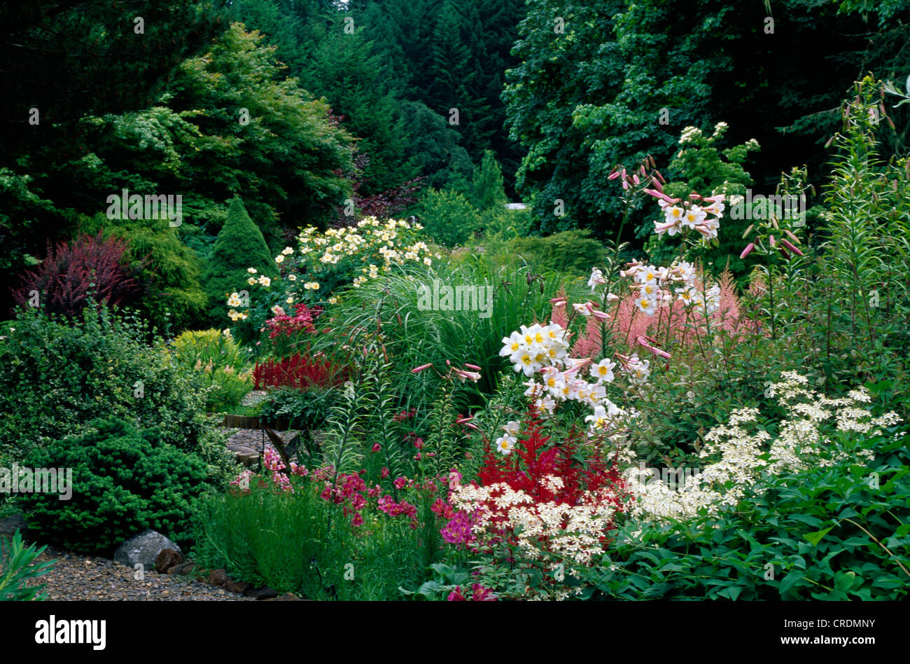 FLOWER GARDEN WITH ASTILBE 'SPINELL', REGAL LILIES, AND GROUND CLEMATIS. Stock Photo
