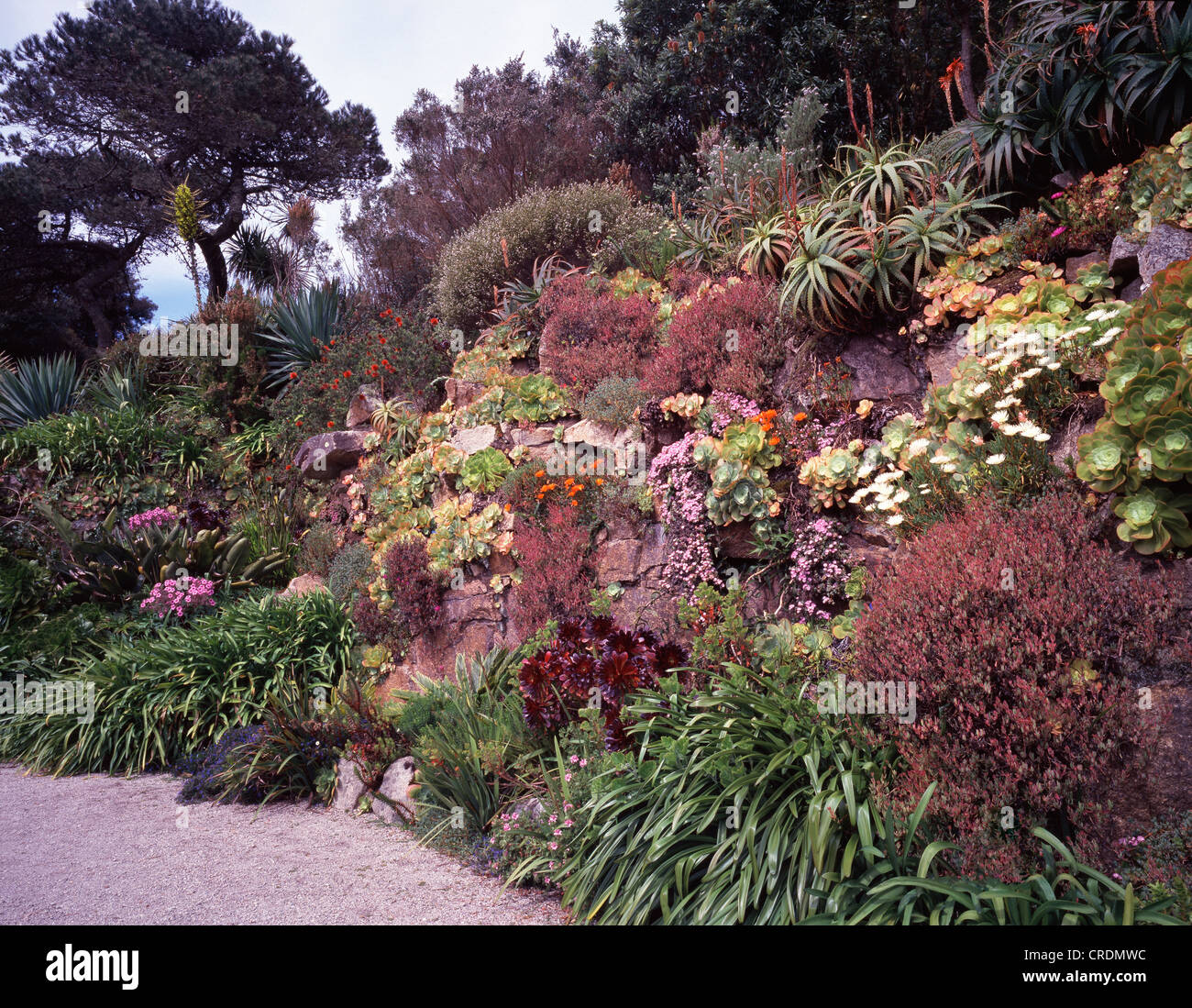 CLIFF GARDEN WITH TENDER SUCCULENTS SUCH AS VELVET ROSE, PURPLE Stock