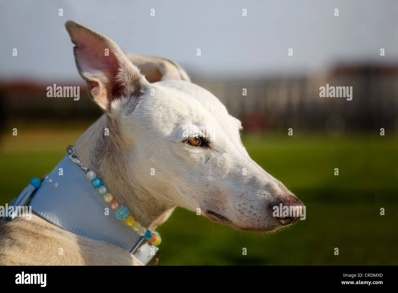 Spanish Greyhound, Galgo Espanol, looking into the distance, portrait