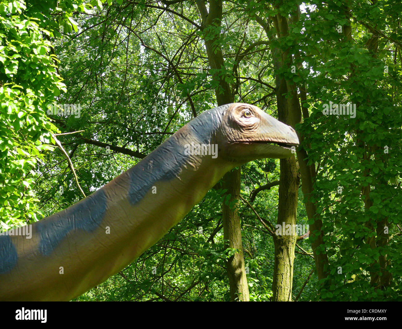 Brontosaurus Head