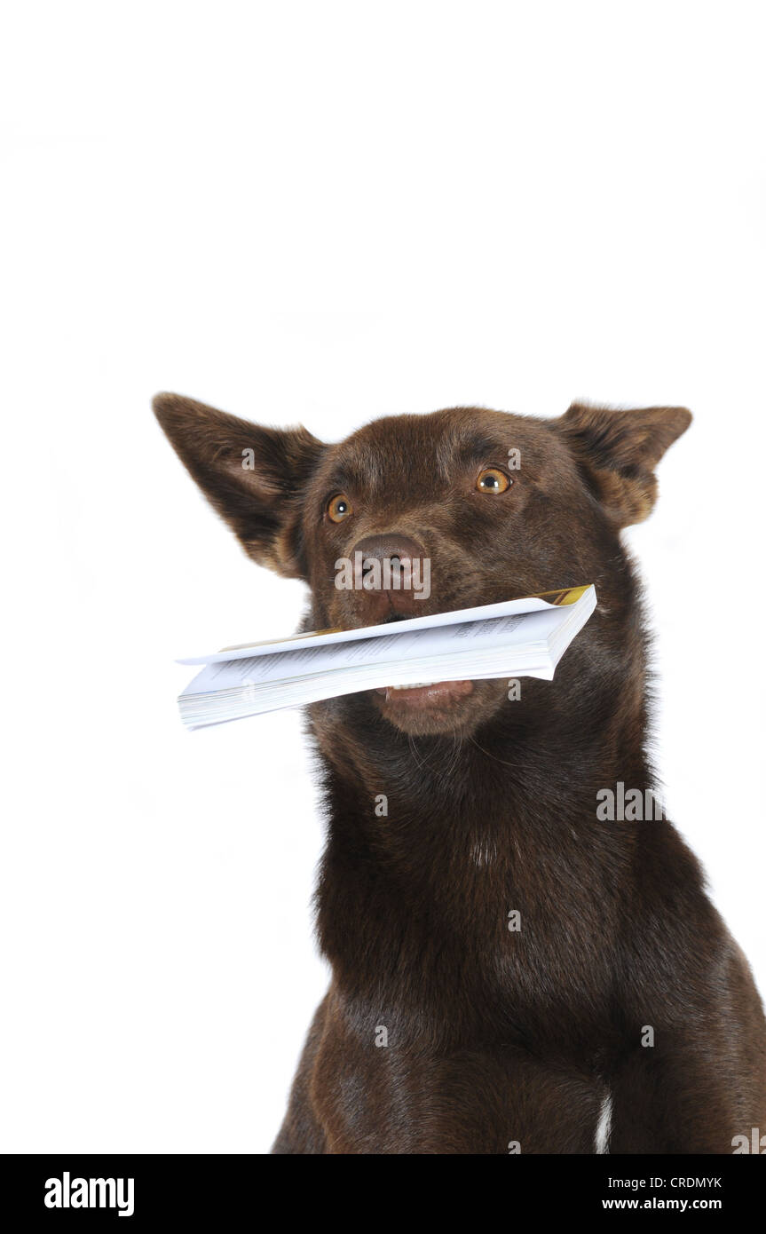 Australian Kelpie, chocolate colour, holding a book in its mouth, portrait Stock Photo