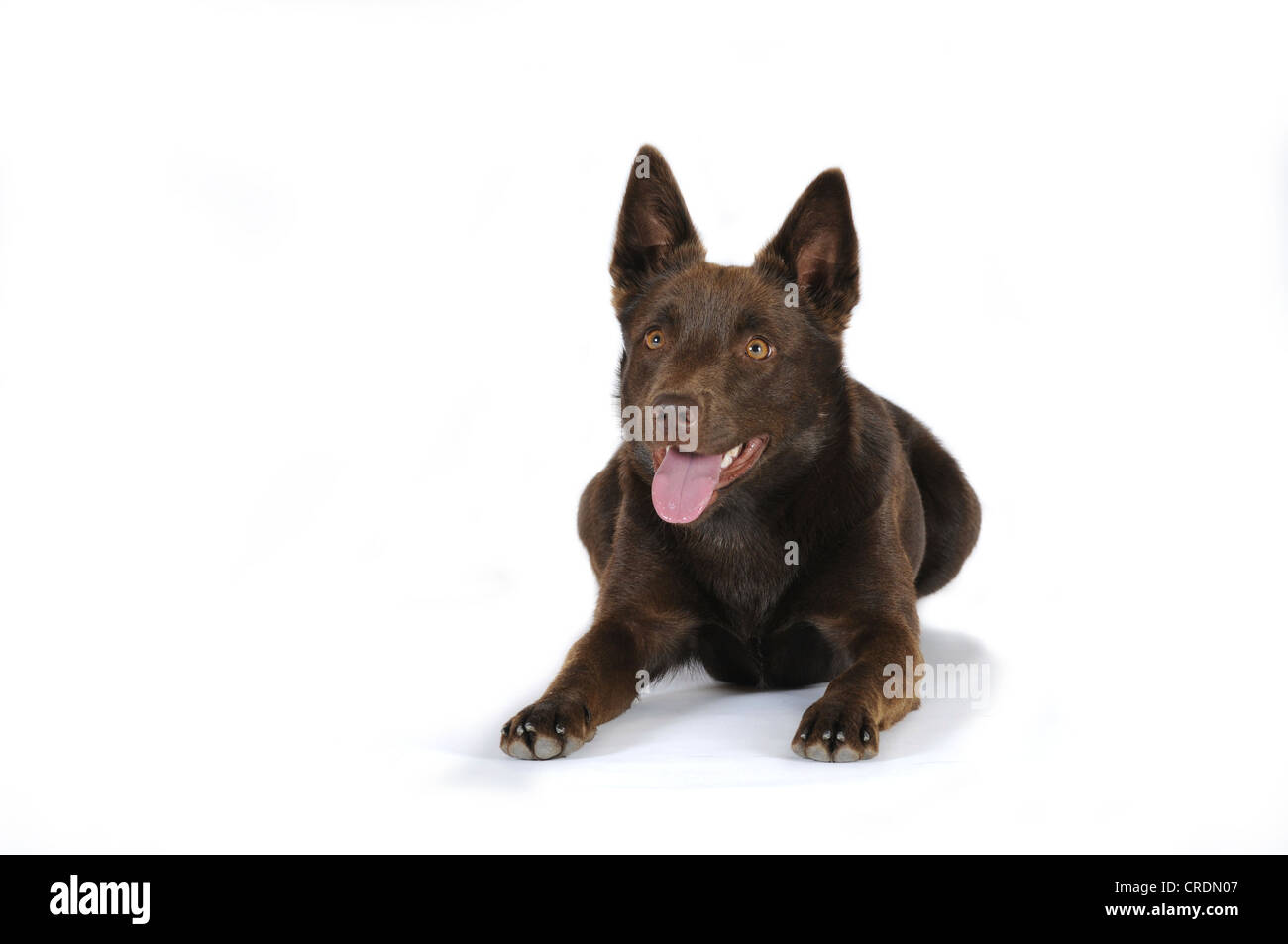 Australian Kelpie, chocolate colour, lying down Stock Photo