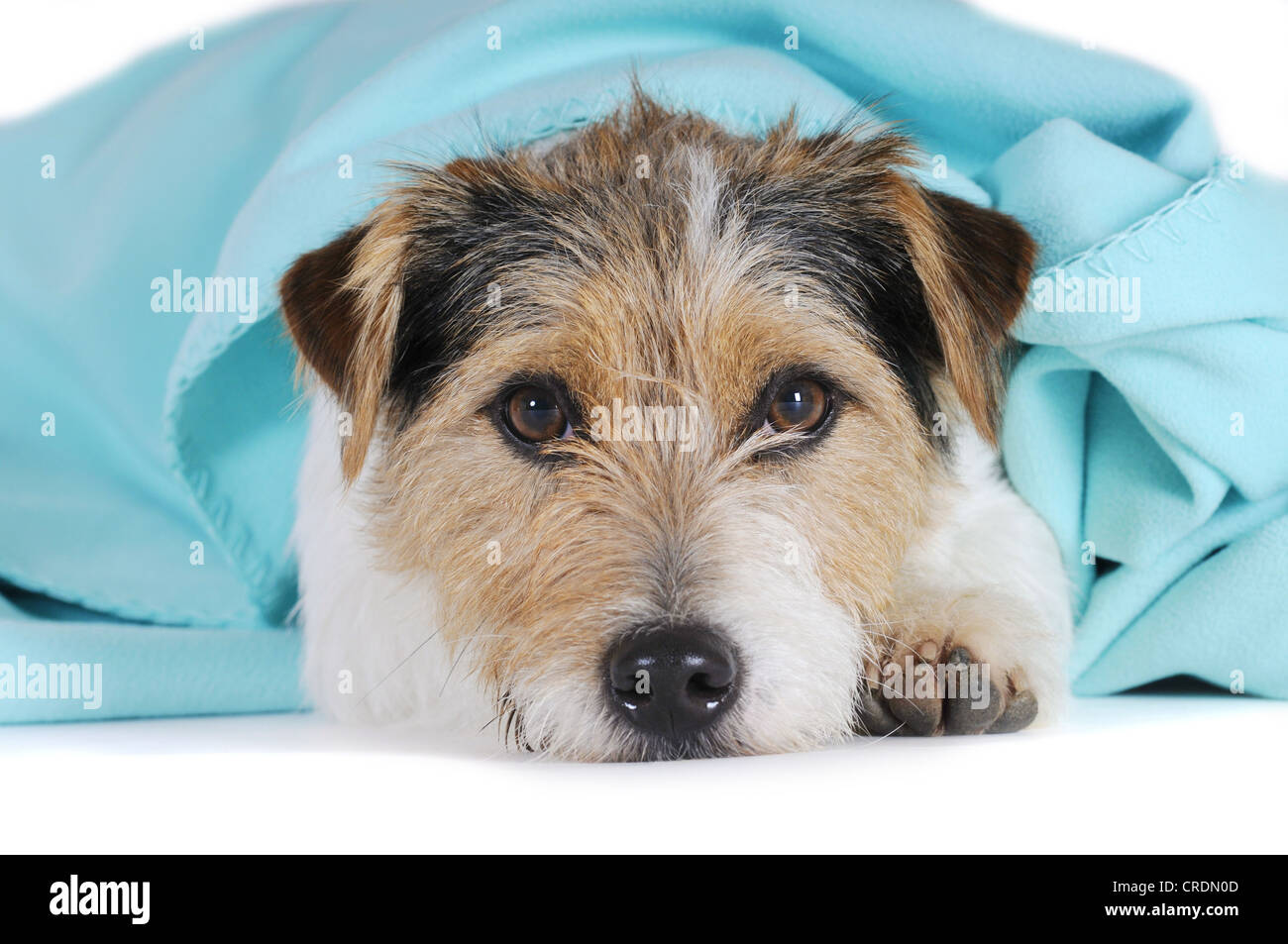 Jack Russell Terrier, lying under a turquoise blanket, head resting on floor Stock Photo