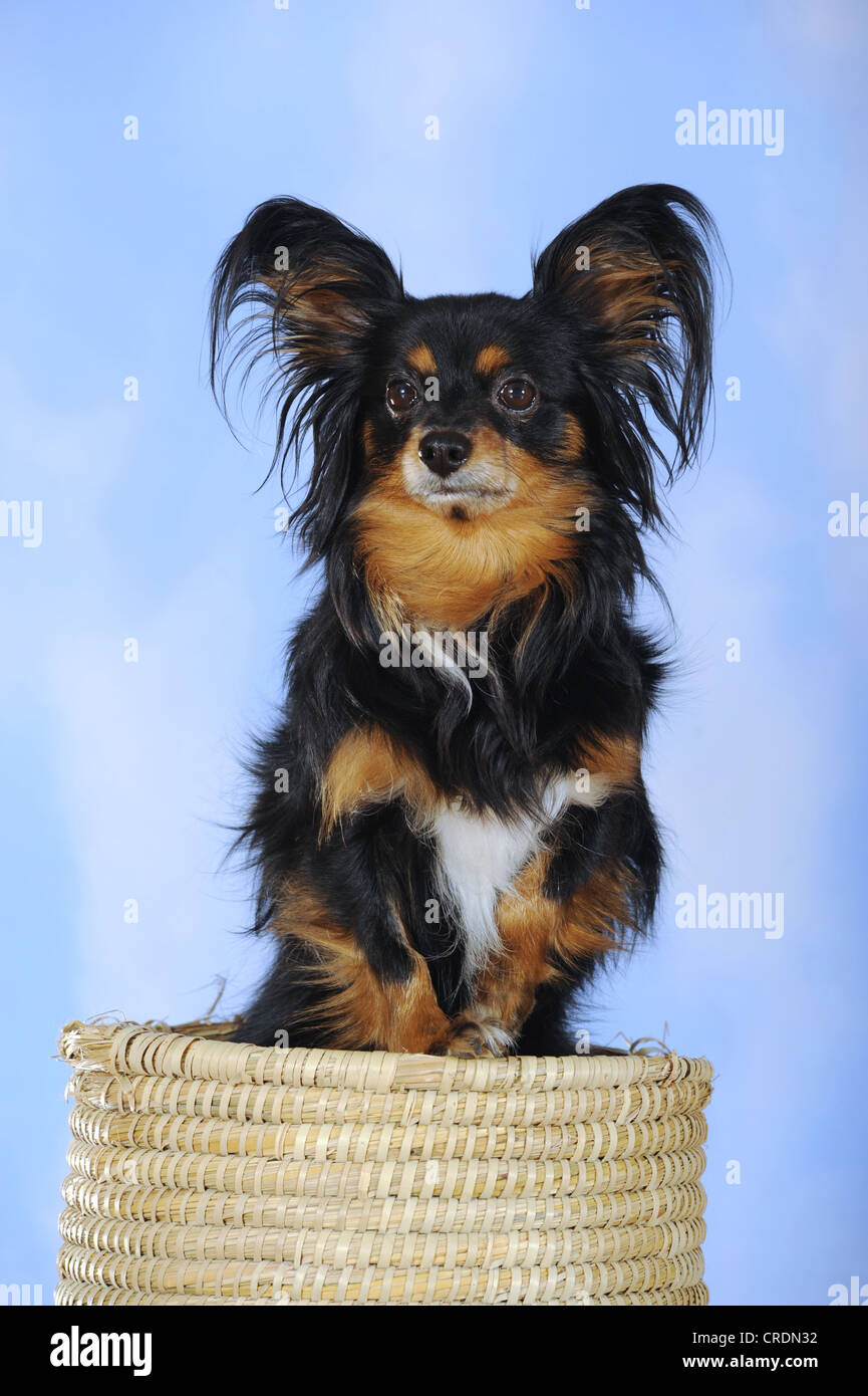 Papillon mix stock photography and images Alamy