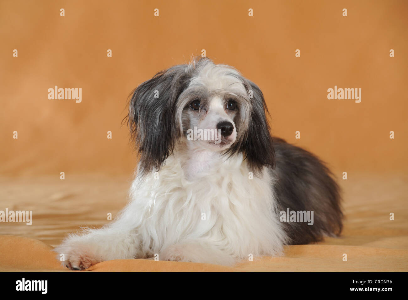 Chinese crested dog s hires stock photography and images Alamy