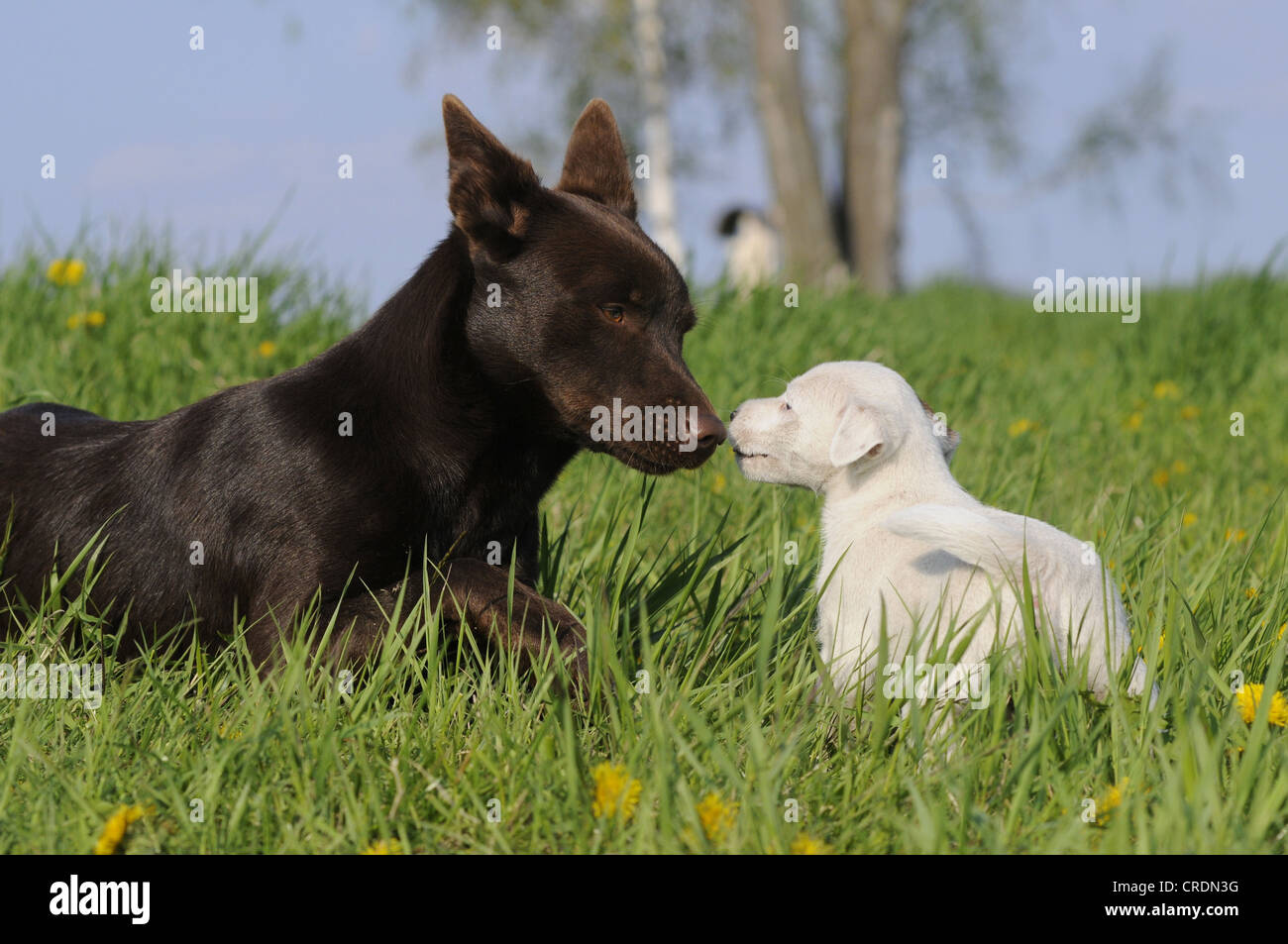Australian Kelpie chocolate coloured with a Parson Russell Terrier puppy in a meadow Stock Photo Alamy