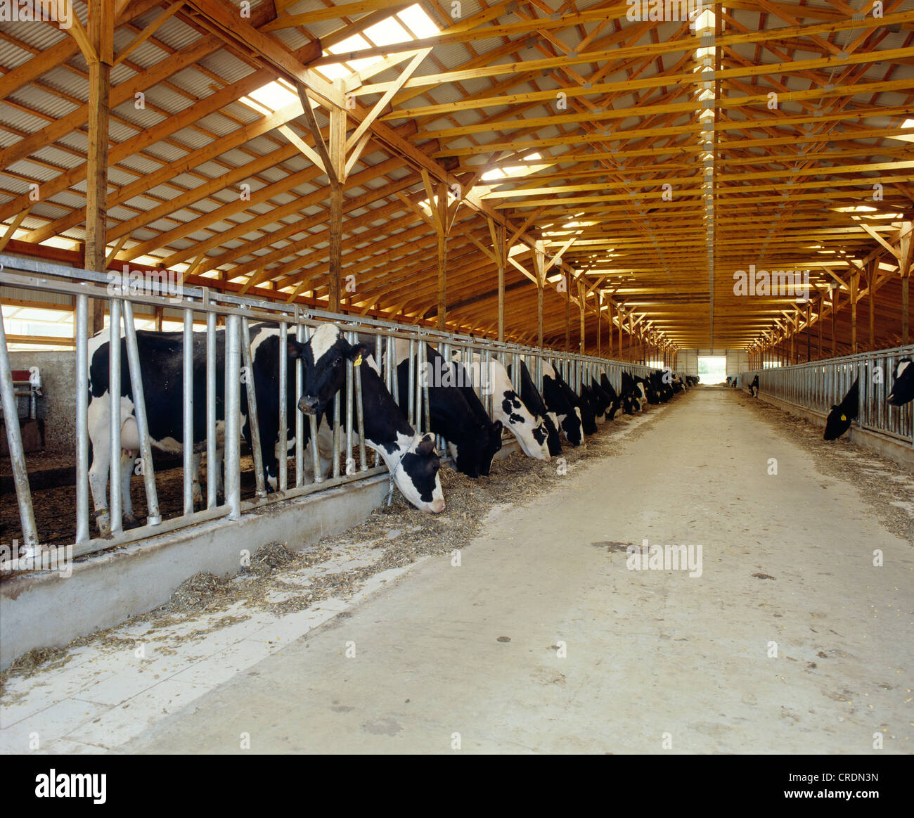 Freestall feeding barn cows hires stock photography and images Alamy