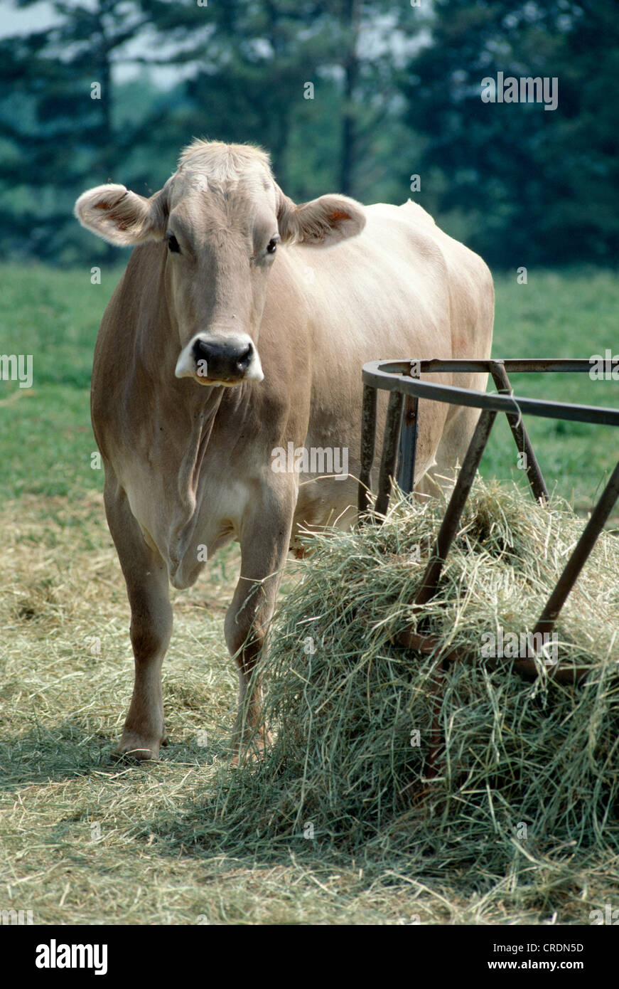 Brown Swiss Cow At Hay Feeder Georgia Stock Photo 48859817 Alamy