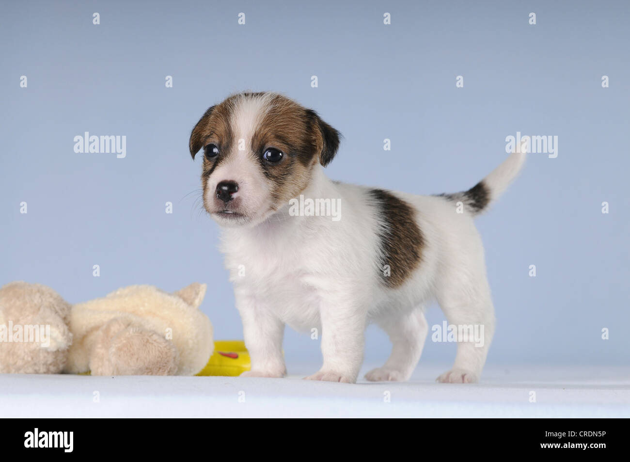 jack russell plush