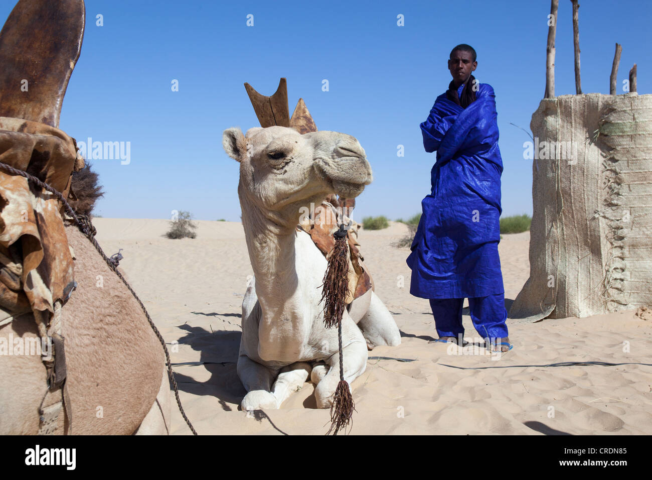 Music festival in Timbuktu, Mali, West Africa Stock Photo - Alamy